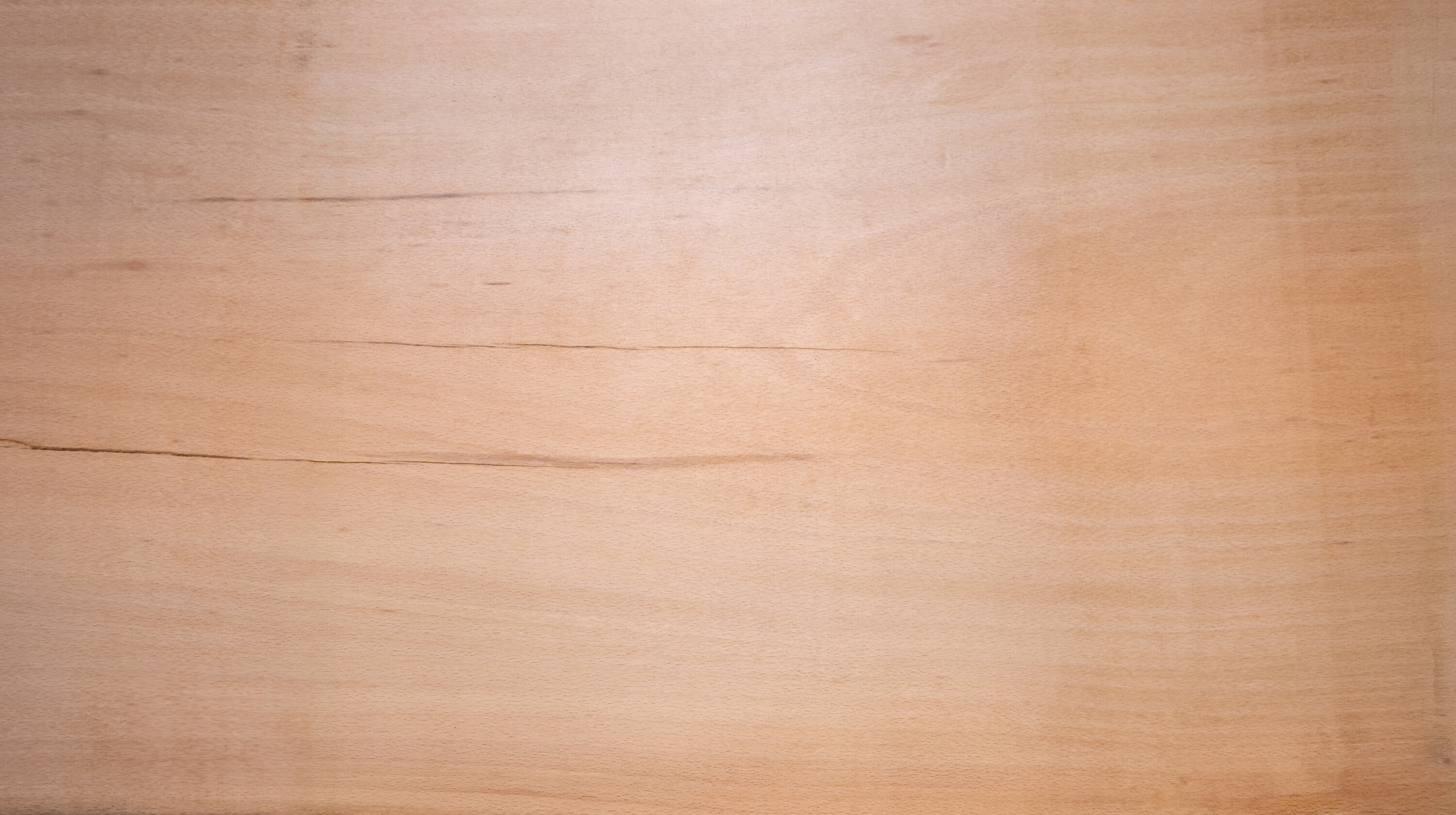 American Beech