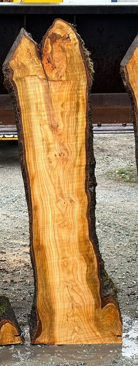 Japanese Cherry - CJ032224-2.3