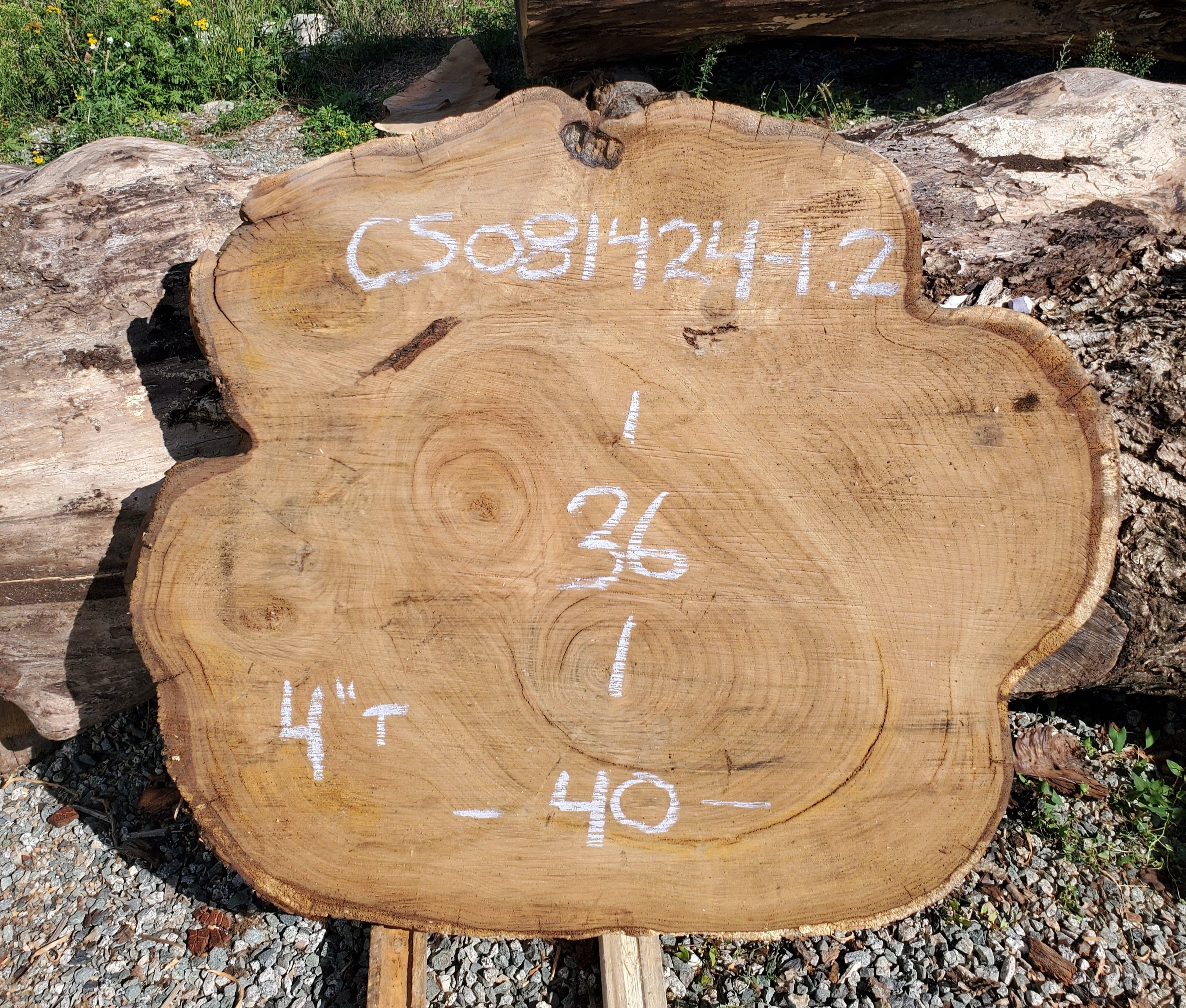 Silver Chestnut - CS081424-1.2