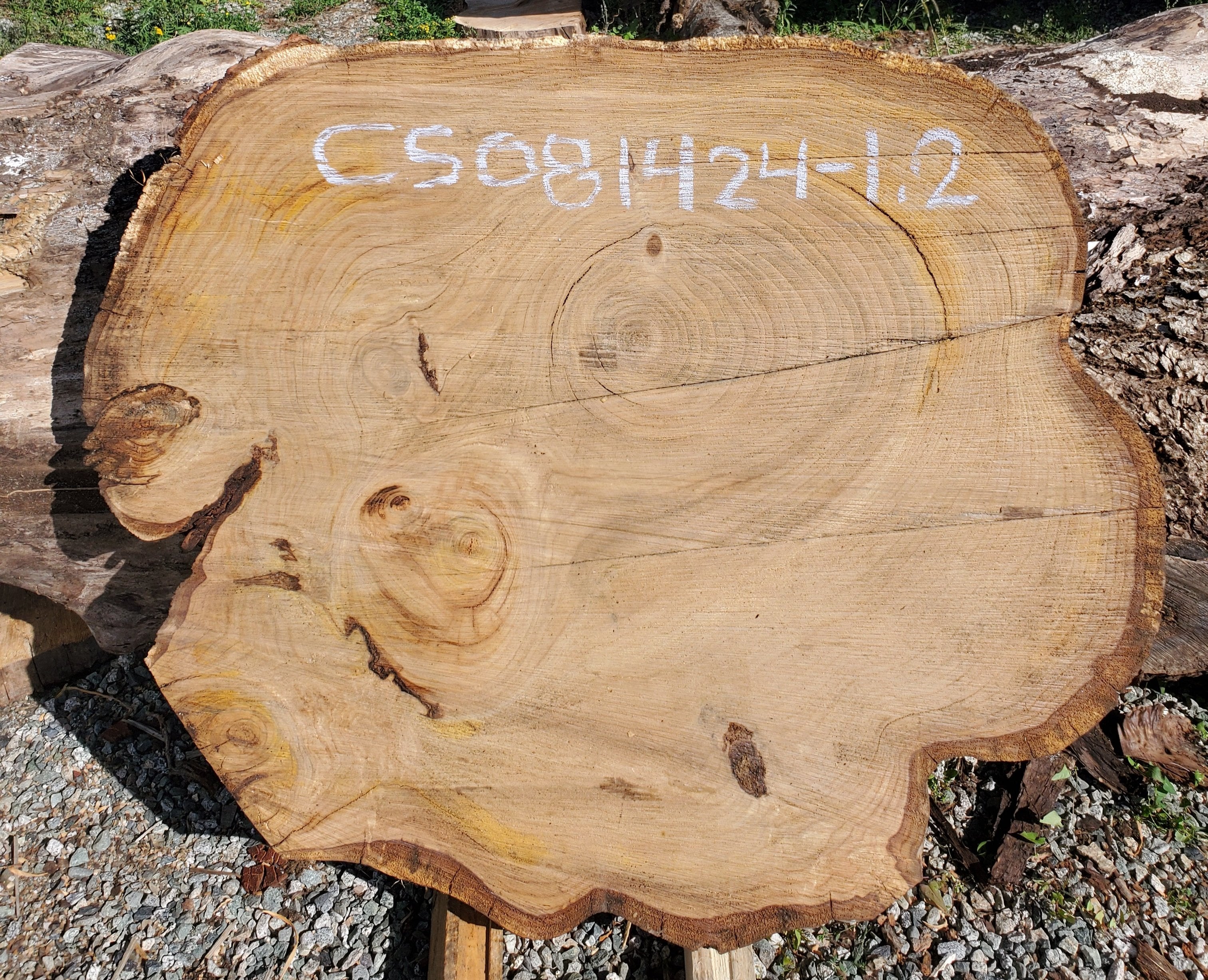 Silver Chestnut - CS081424-1.2