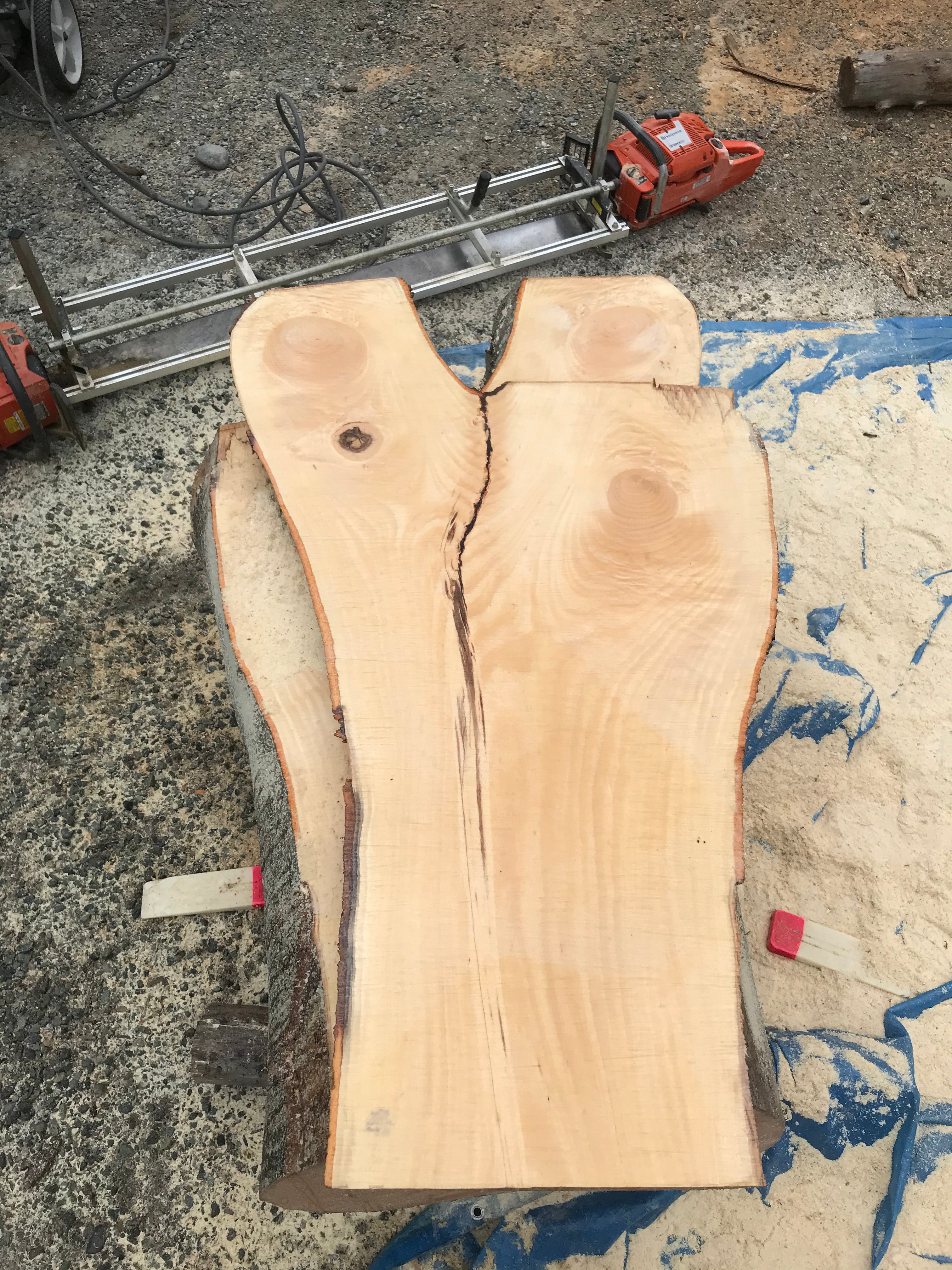 American Beech - BA062320-2.1