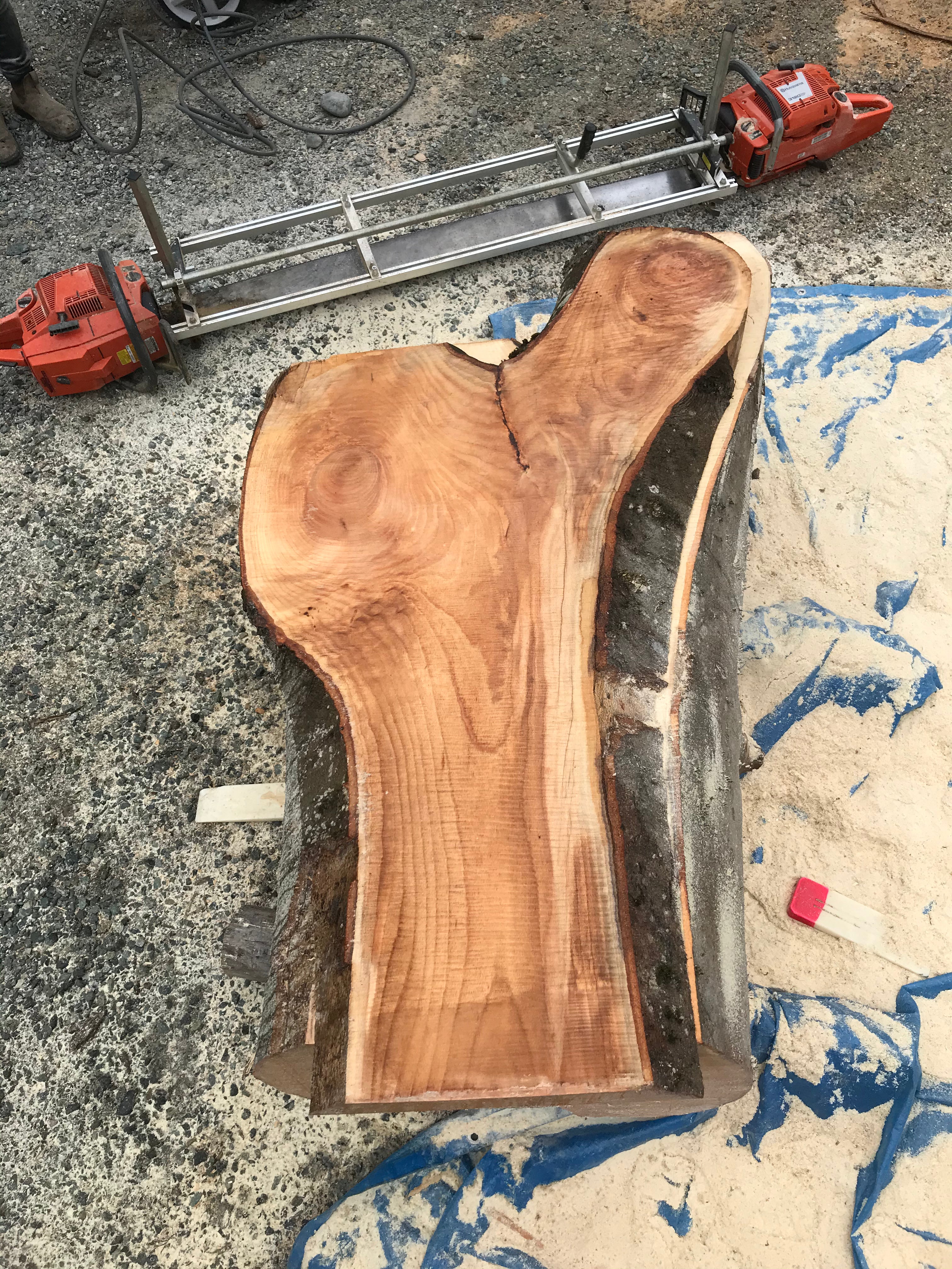 American Beech - BA062320-2.1