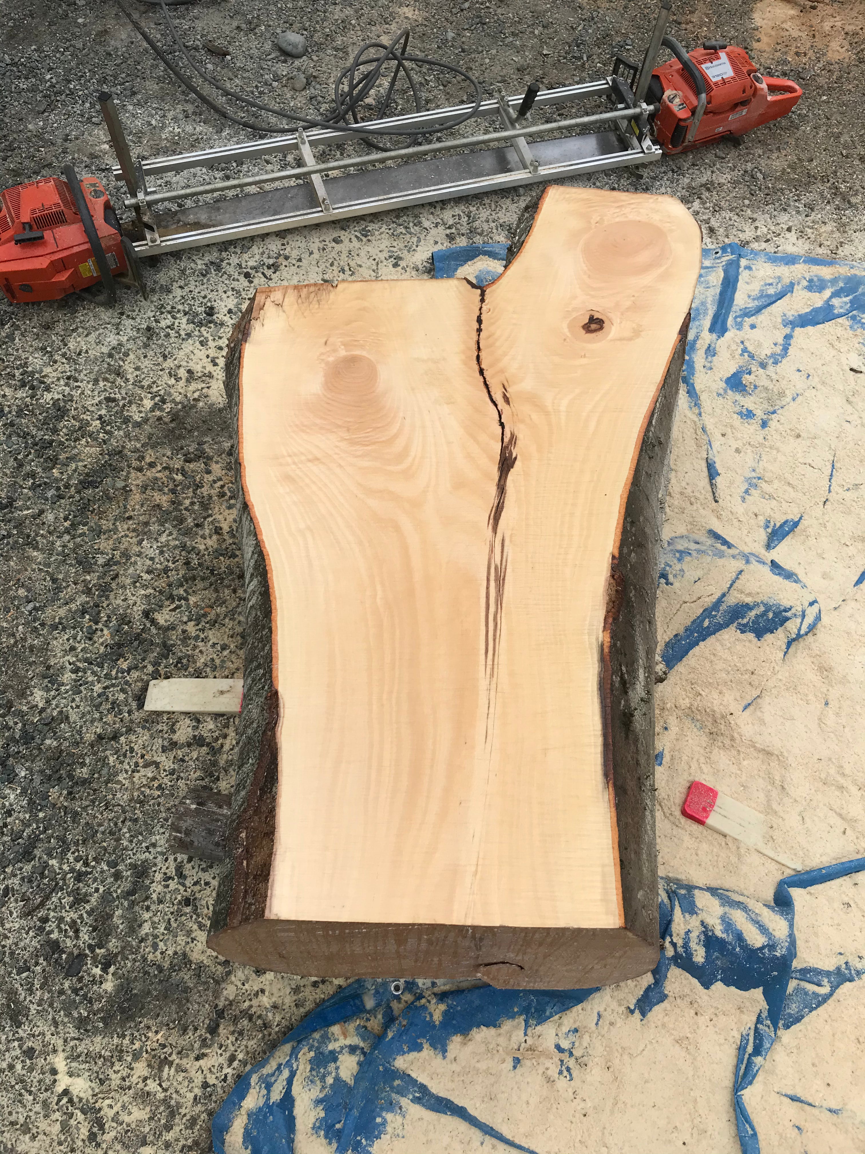 American Beech - BA062320-2.2