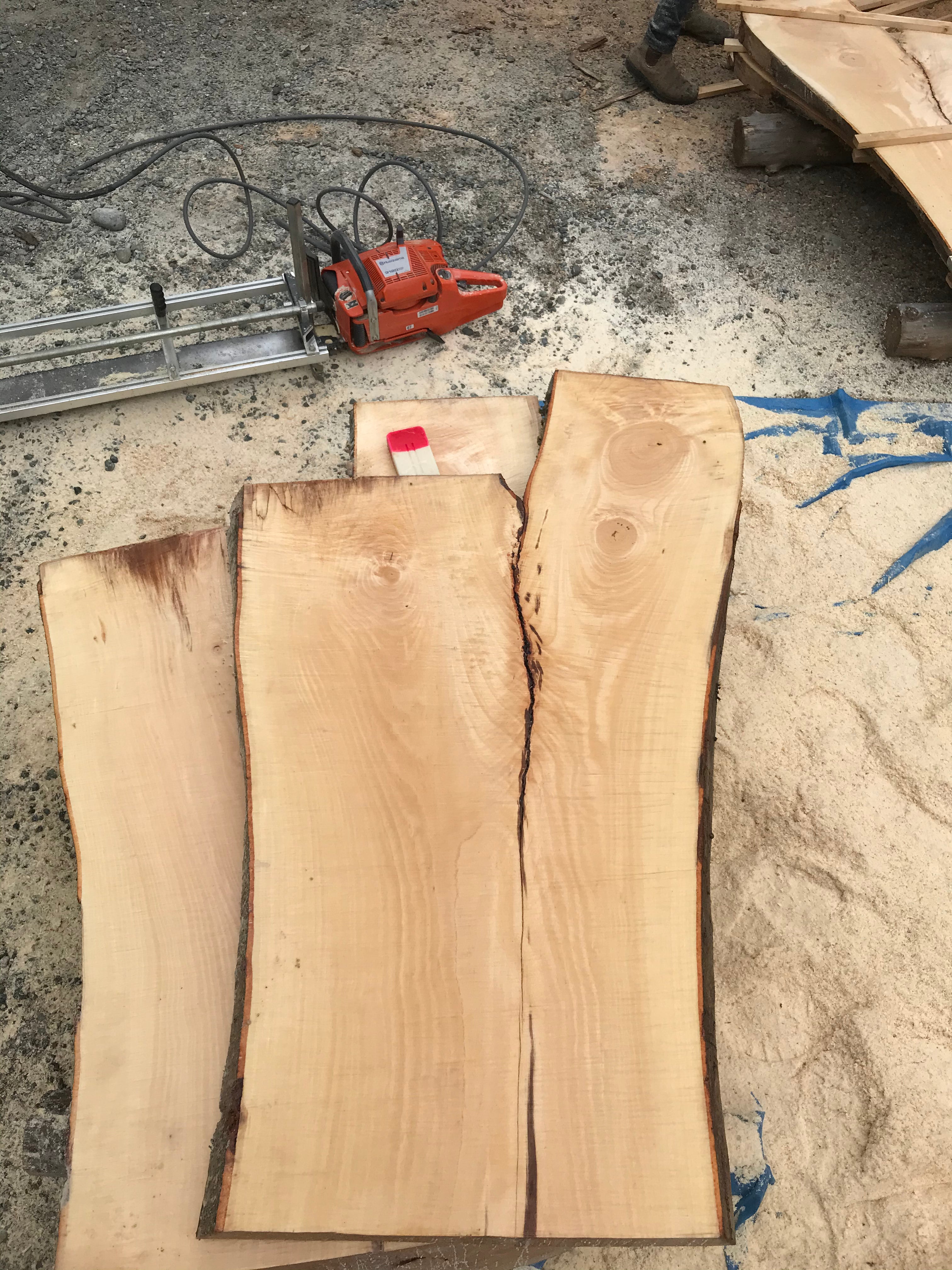 American Beech - BA062320-2.3