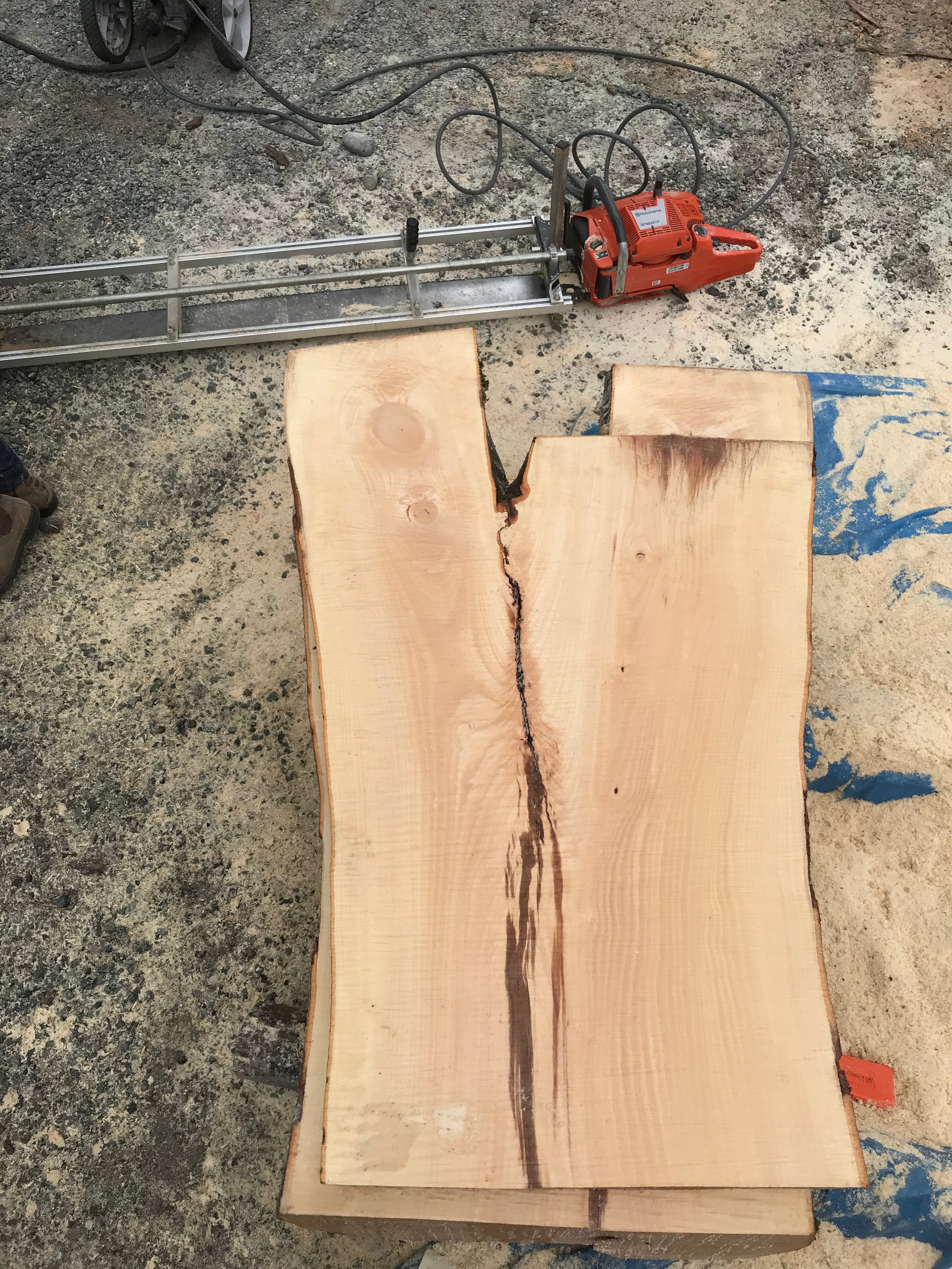 American Beech - BA062320-2.3