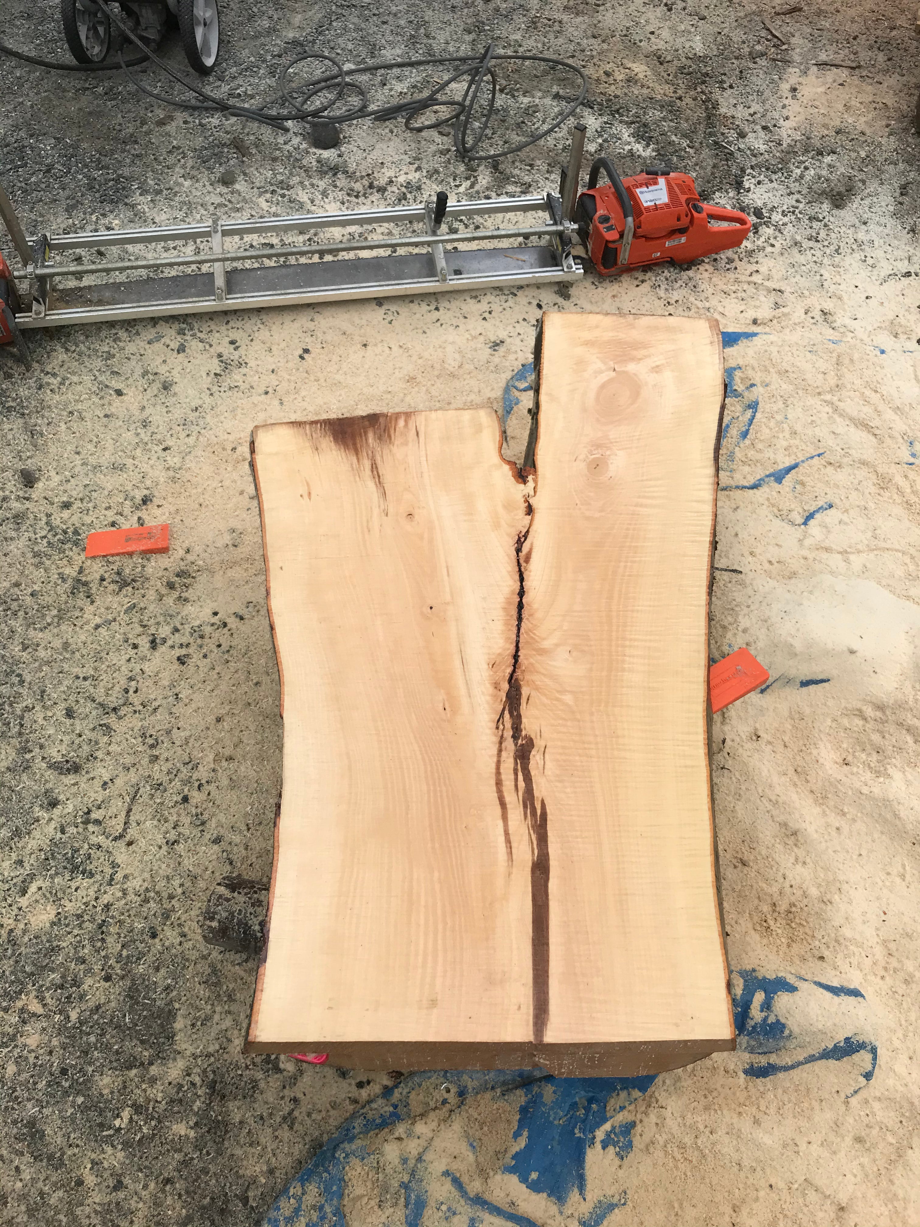 American Beech - BA062320-2.4