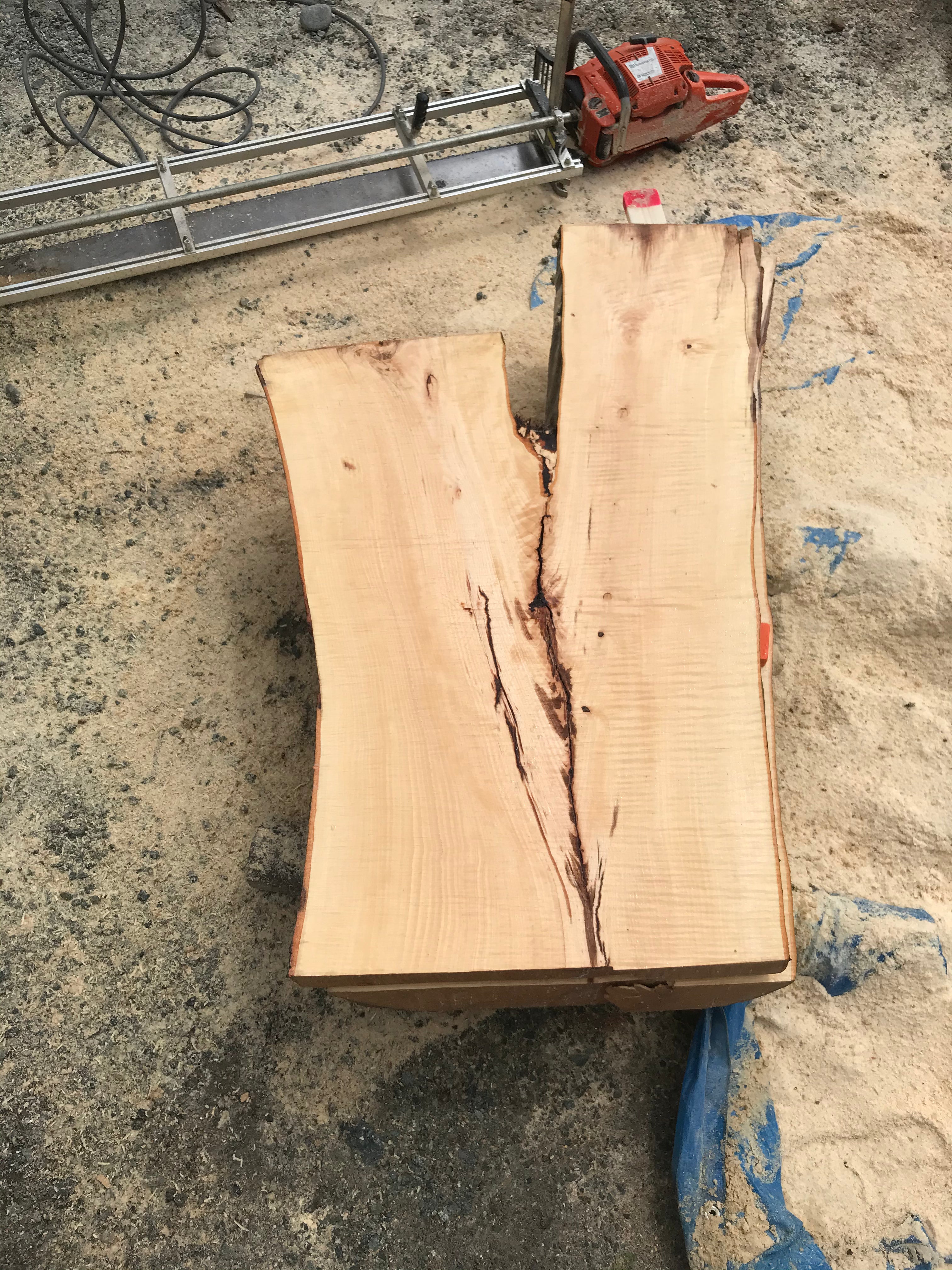American Beech - BA062320-2.5