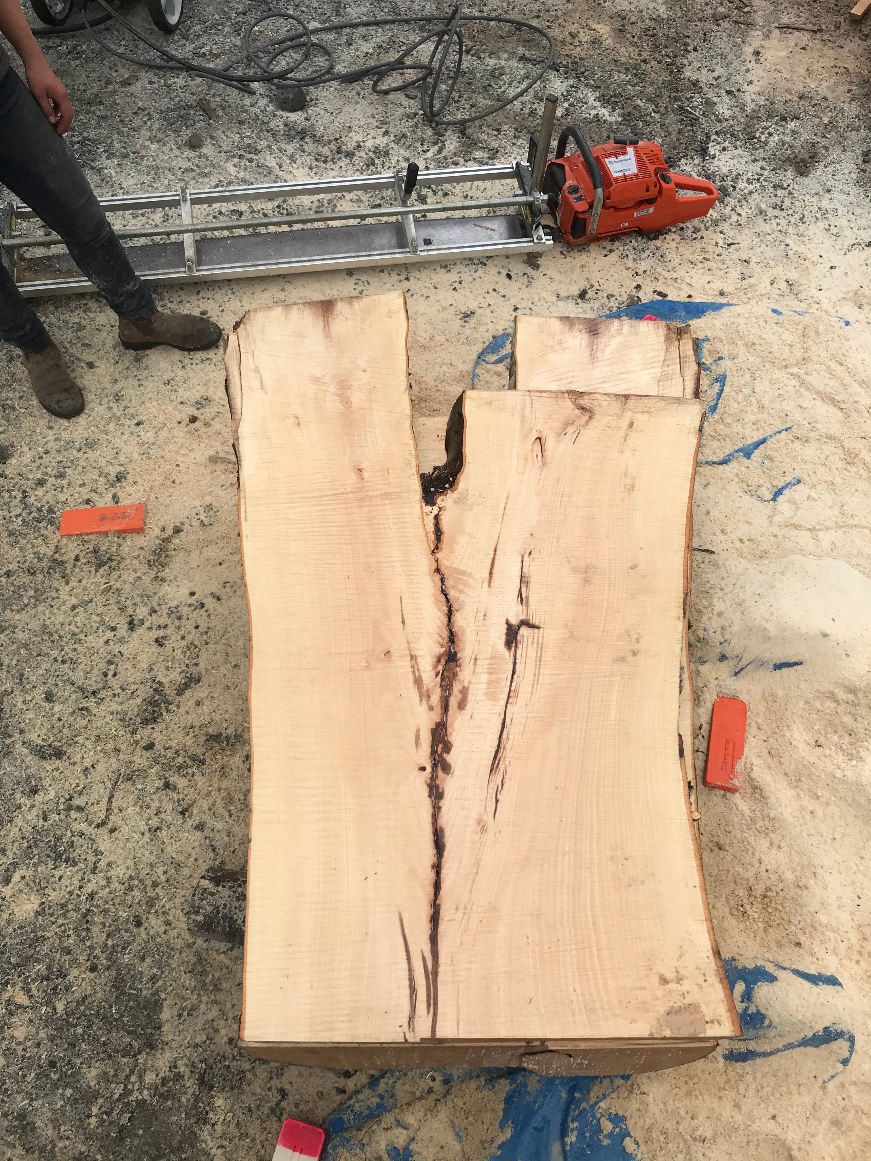 American Beech - BA062320-2.5
