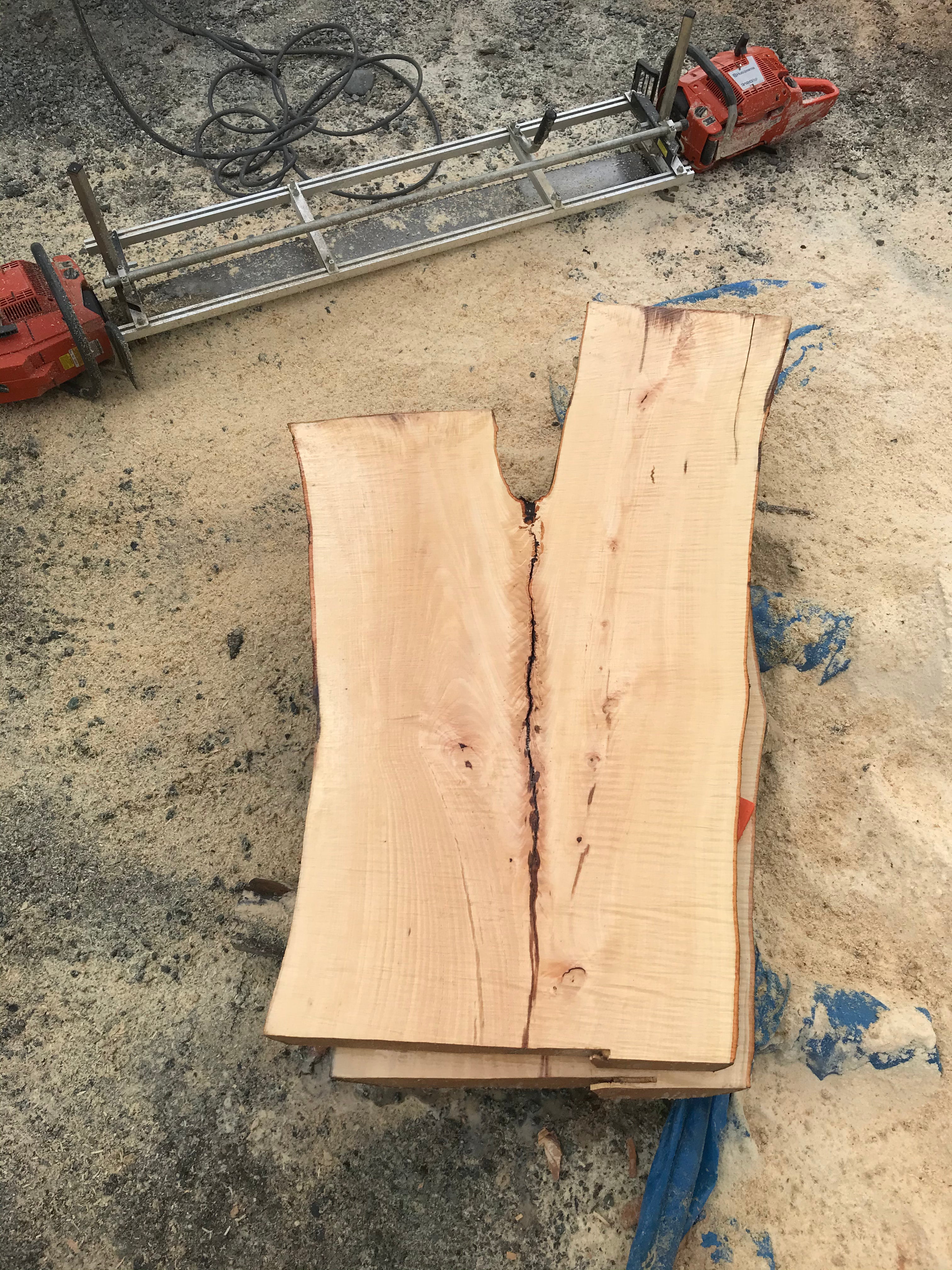 American Beech - BA062320-2.6