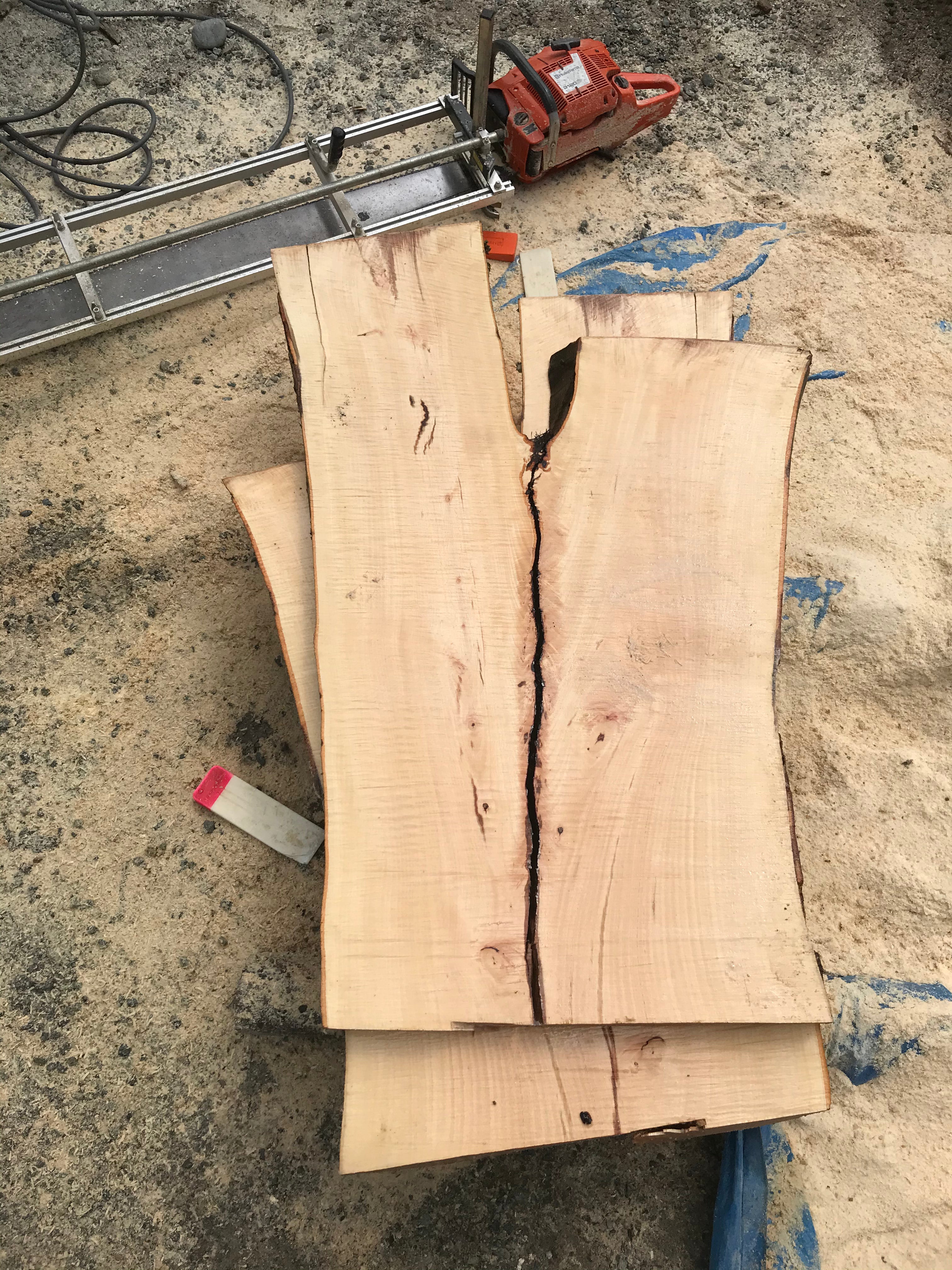 American Beech - BA062320-2.6