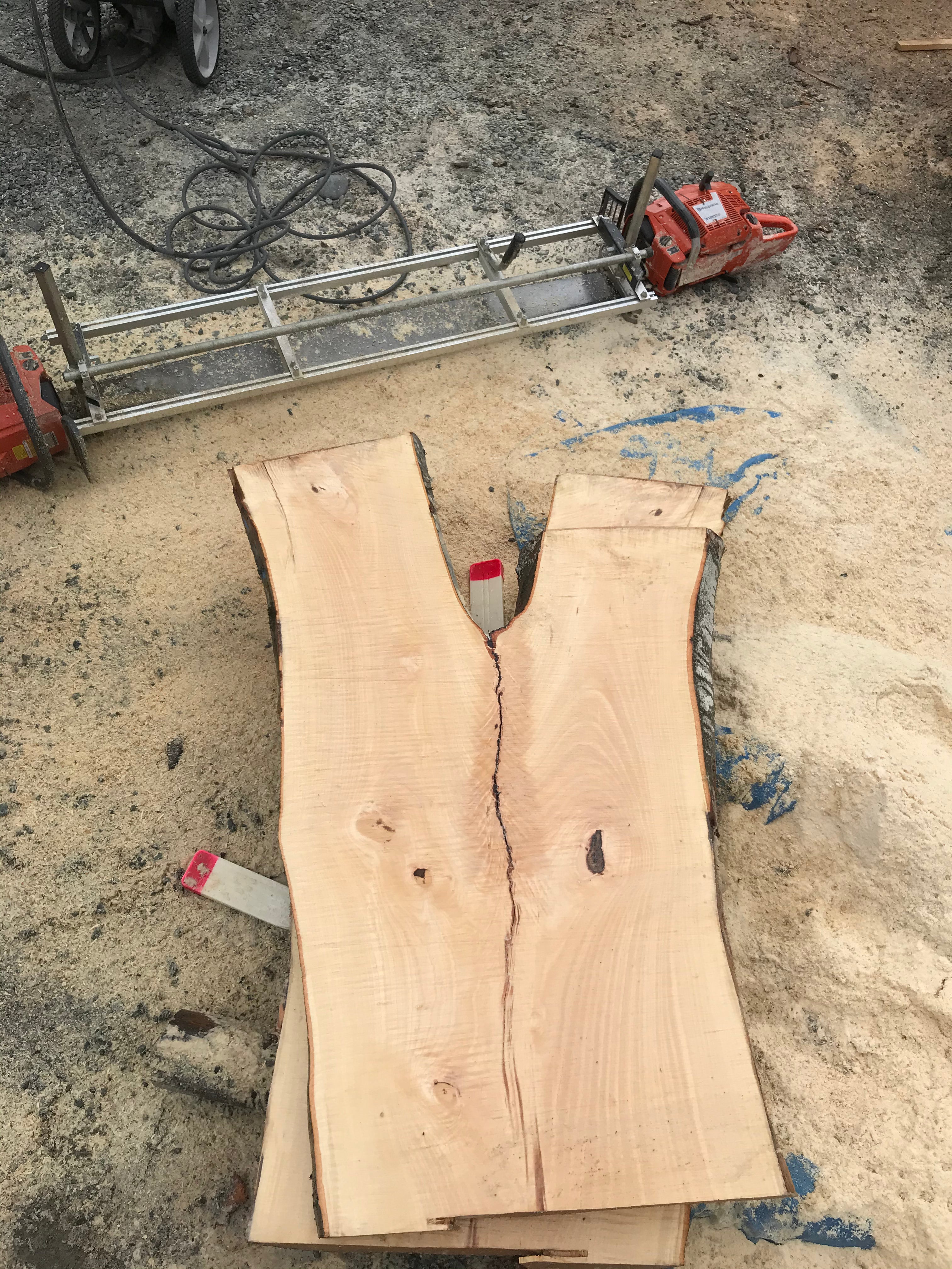 American Beech - BA062320-2.7