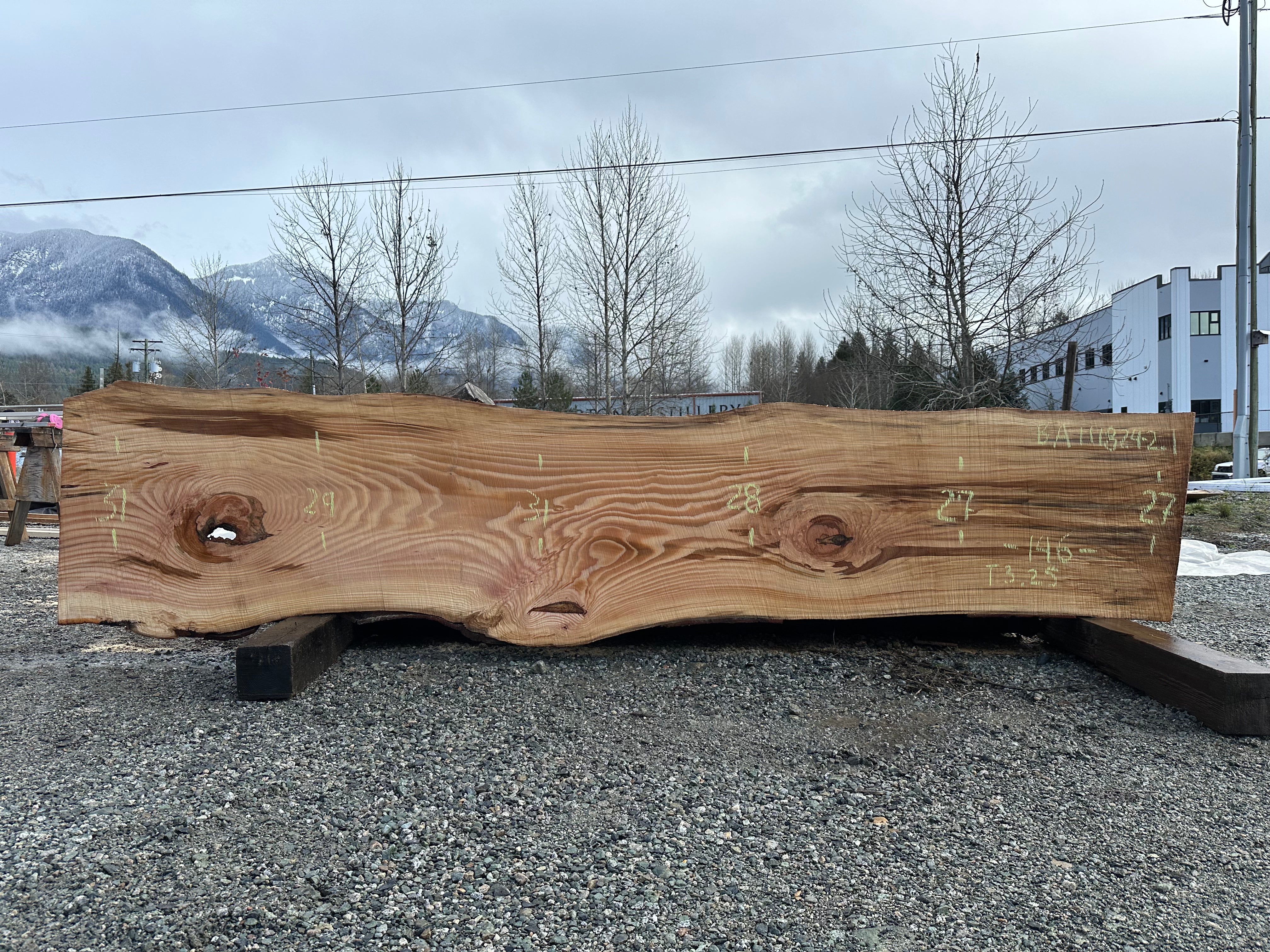 American Beech - BA111824-2.1