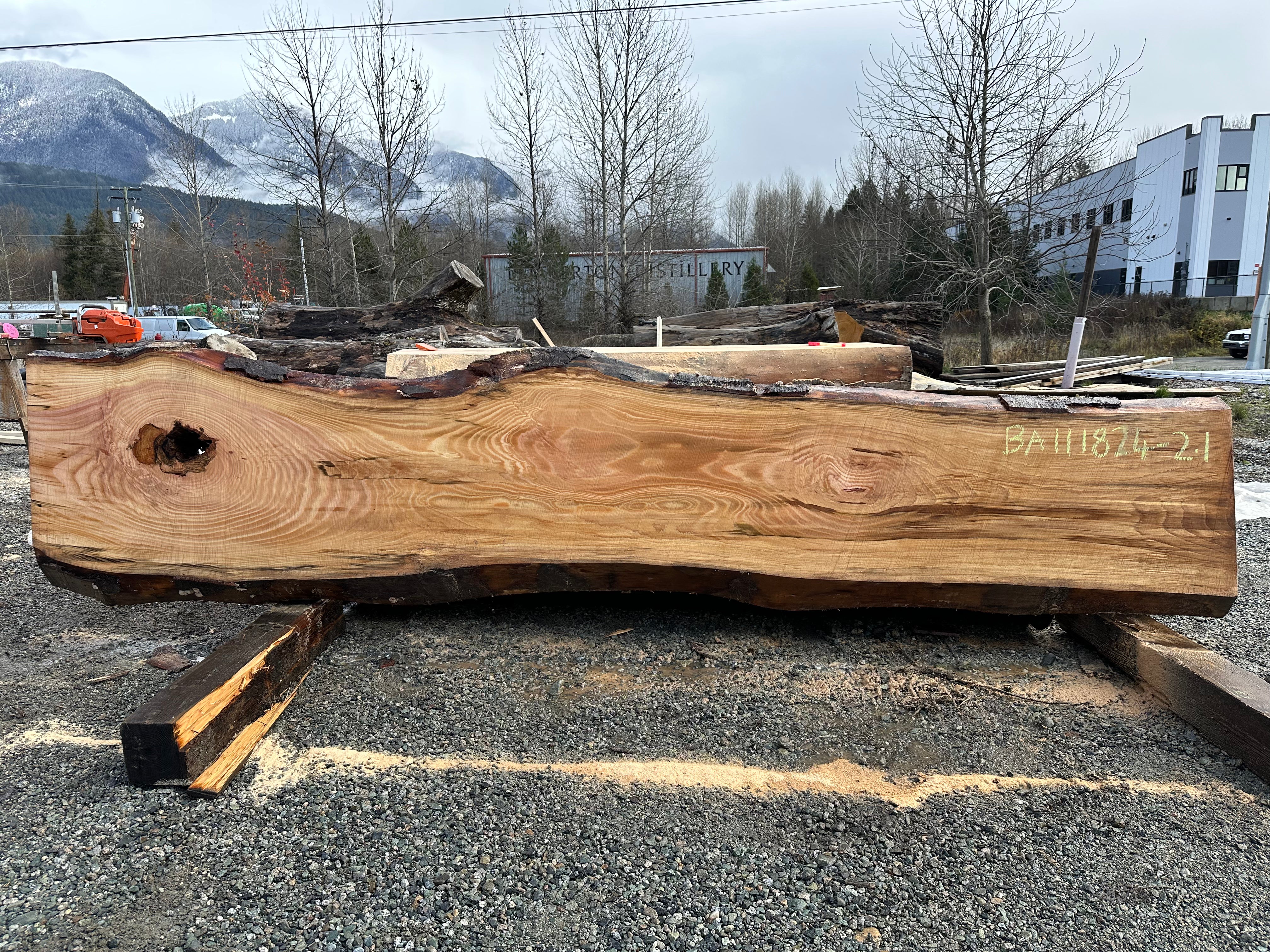 American Beech - BA111824-2.1