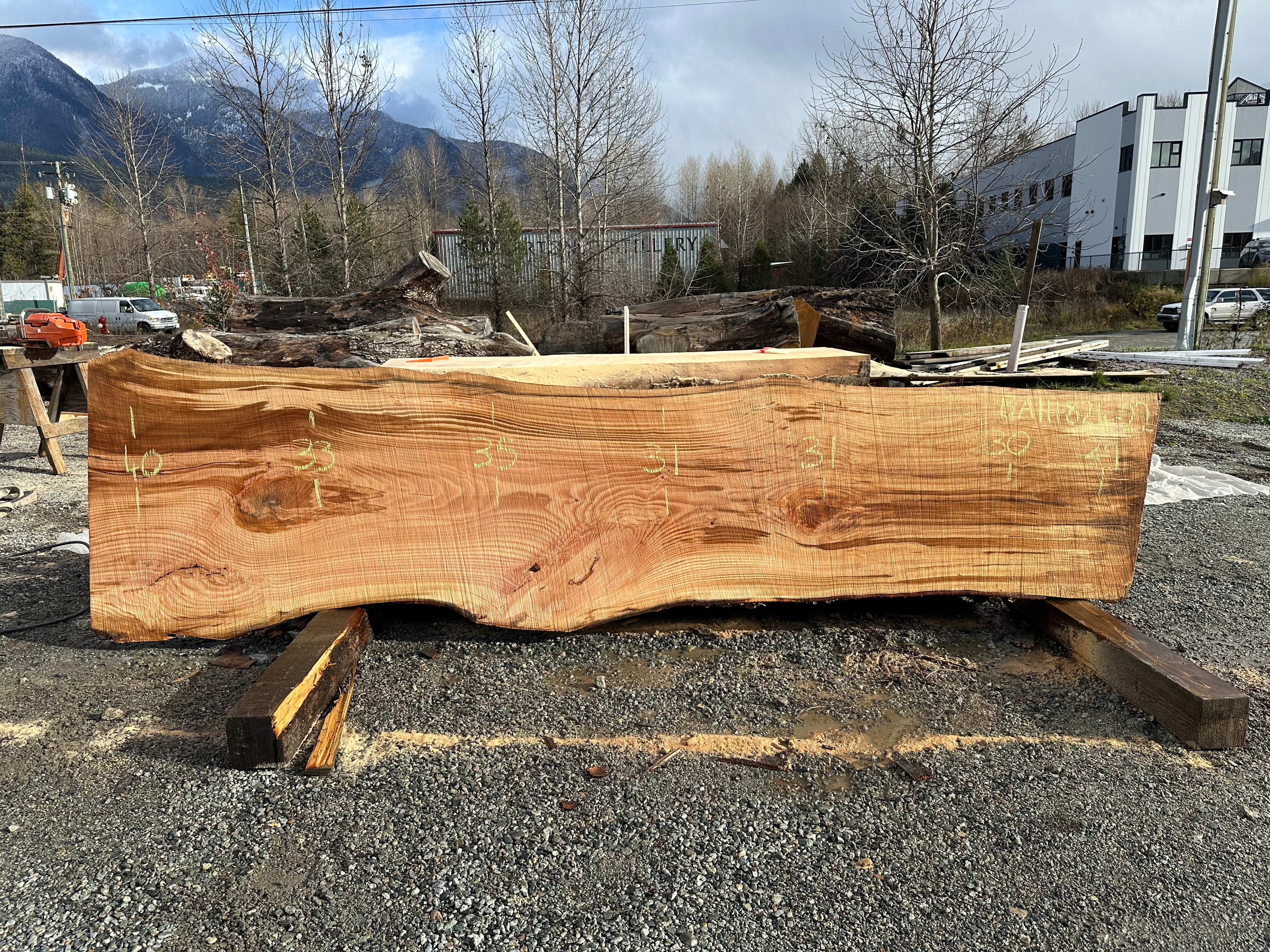 American Beech - BA111824-2.2