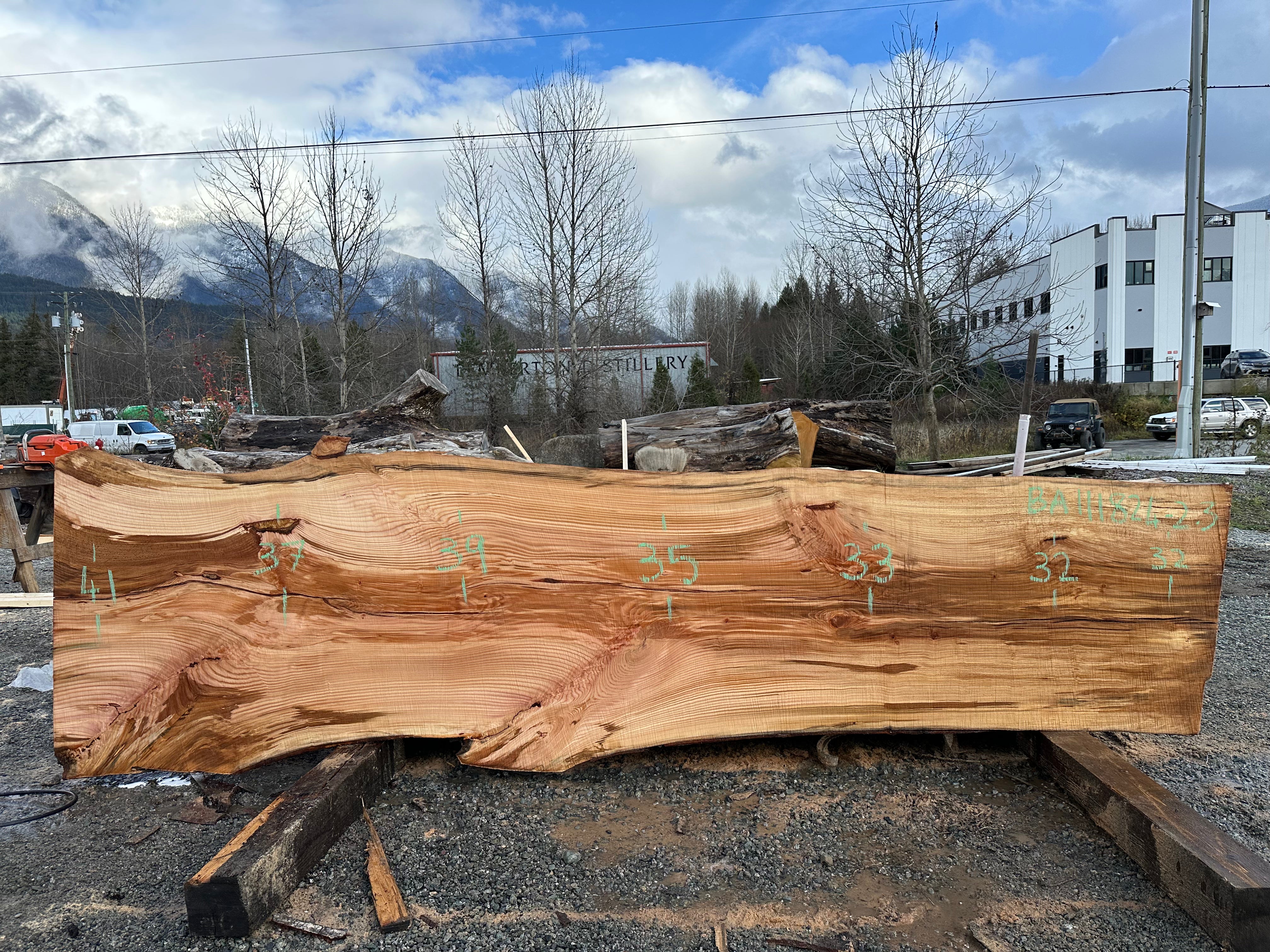 American Beech - BA111824-2.3