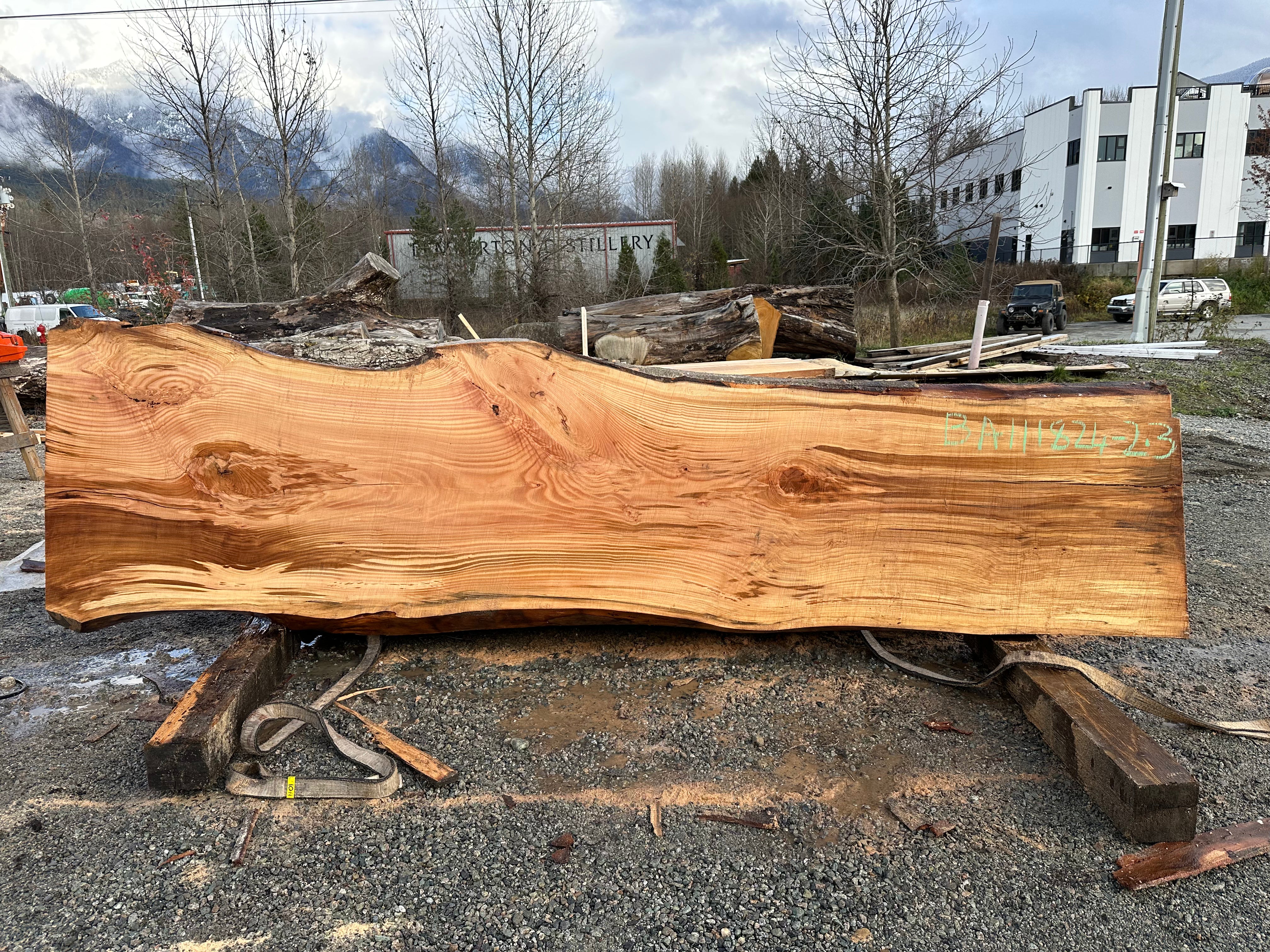 American Beech - BA111824-2.3