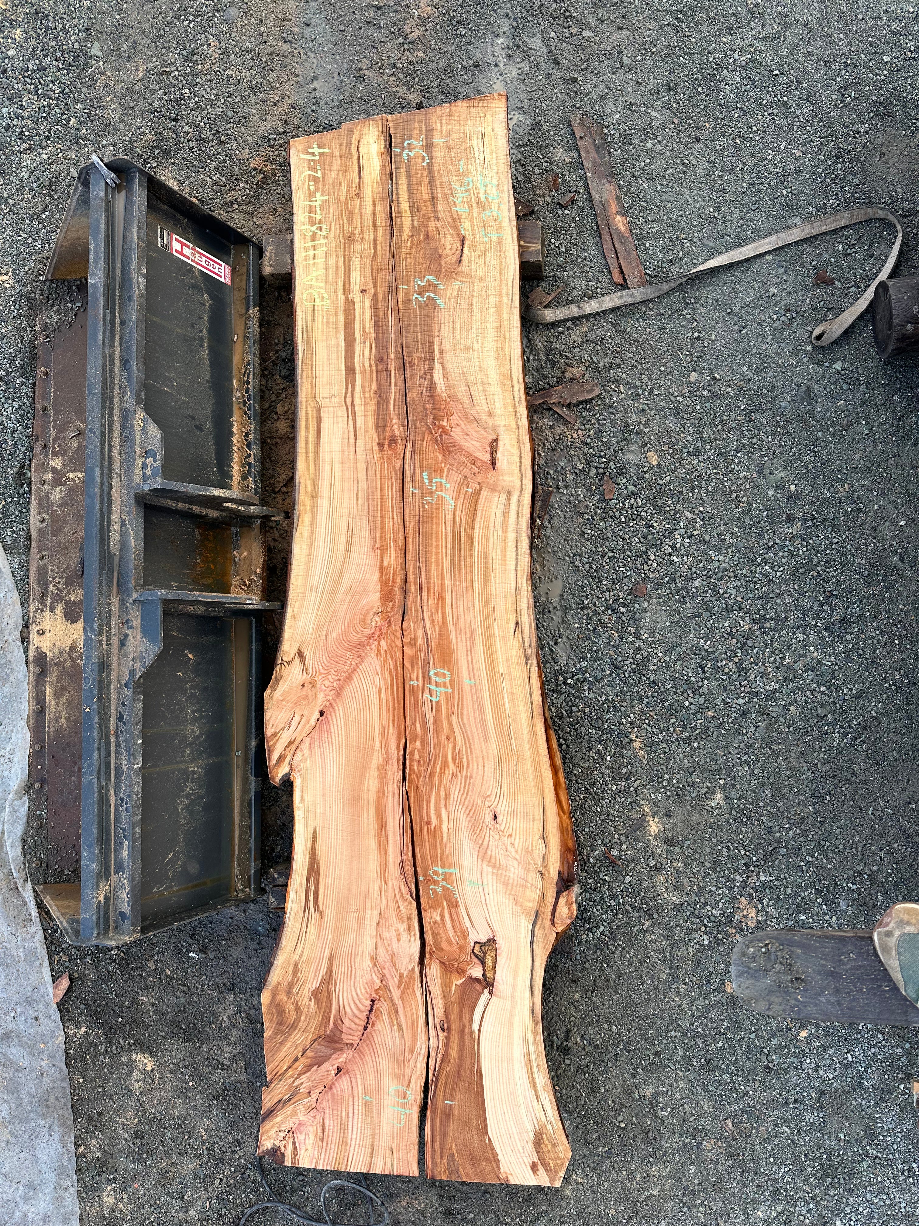 American Beech - BA111824-2.4