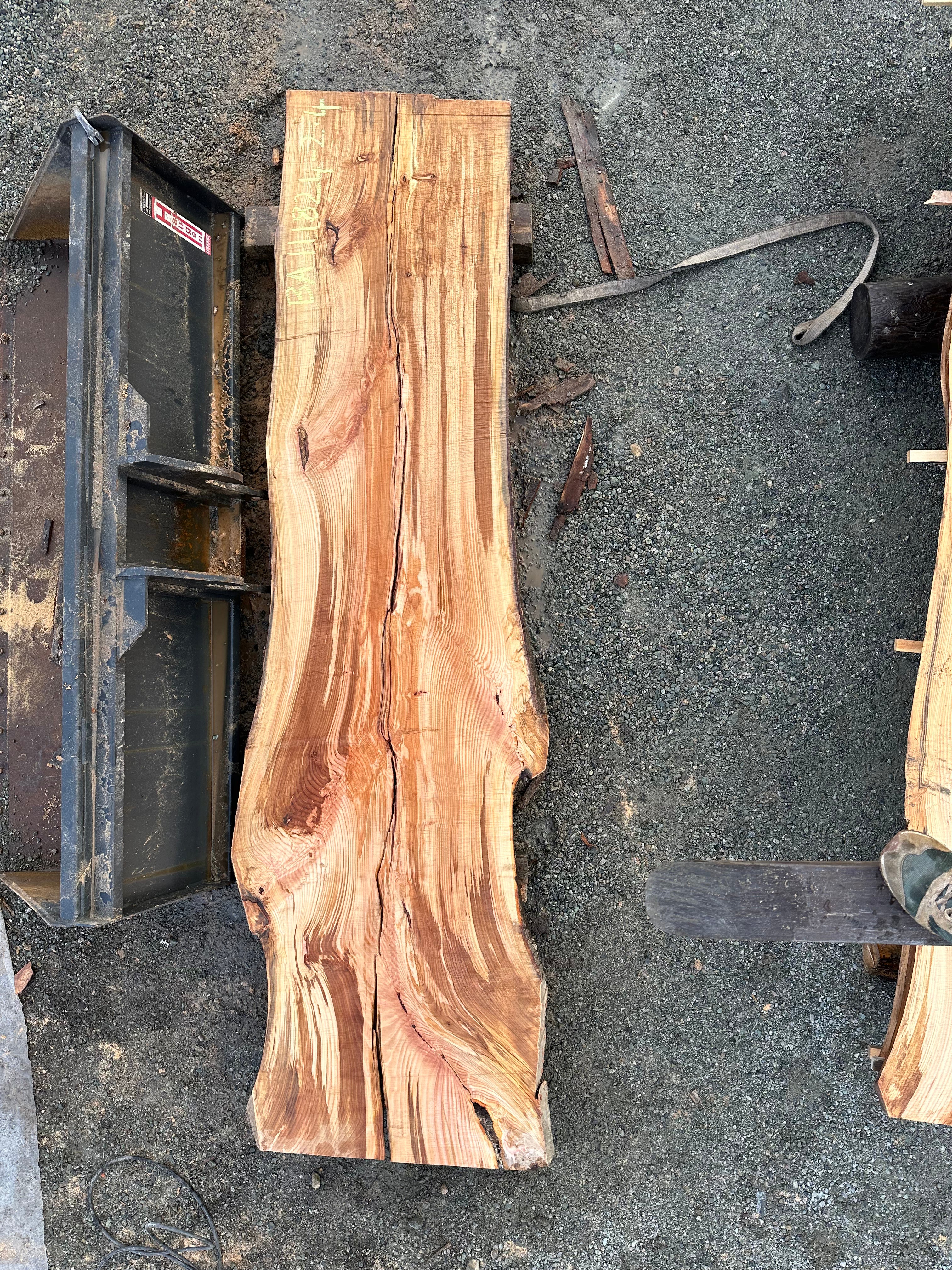 American Beech - BA111824-2.4