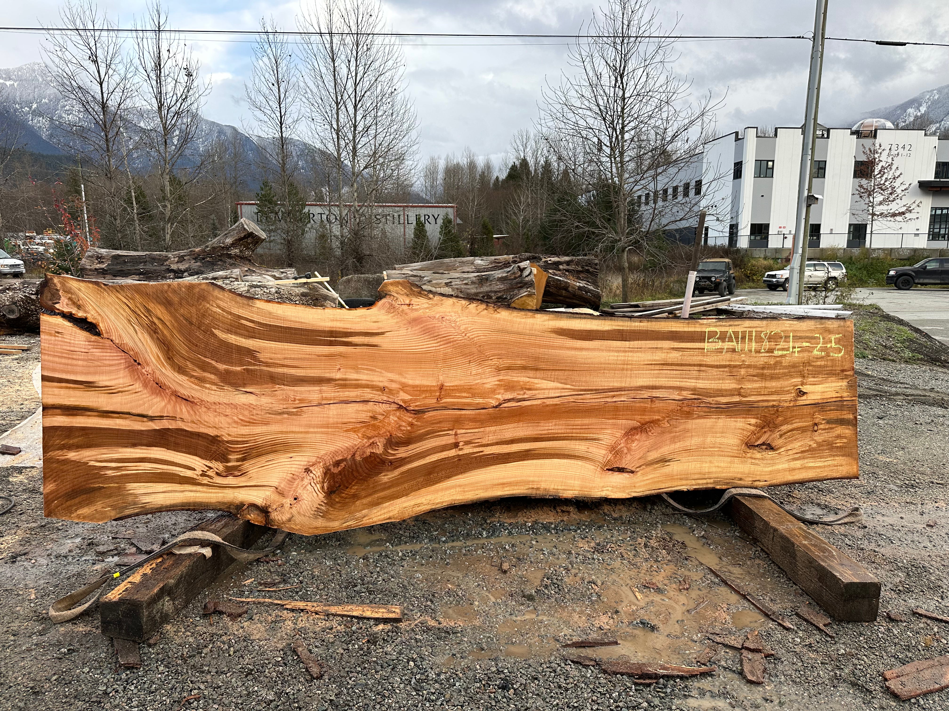 American Beech - BA111824-2.5