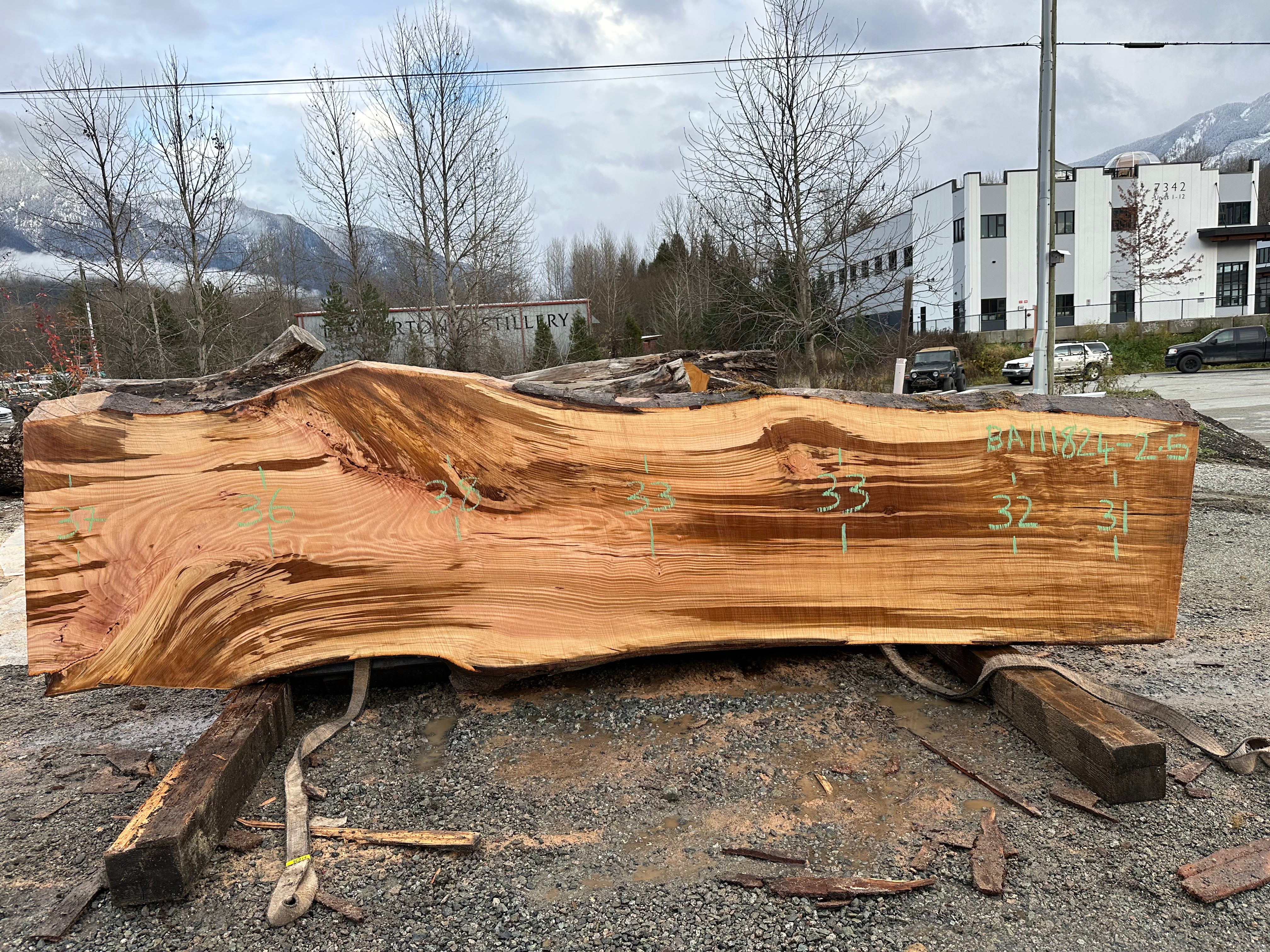 American Beech - BA111824-2.5