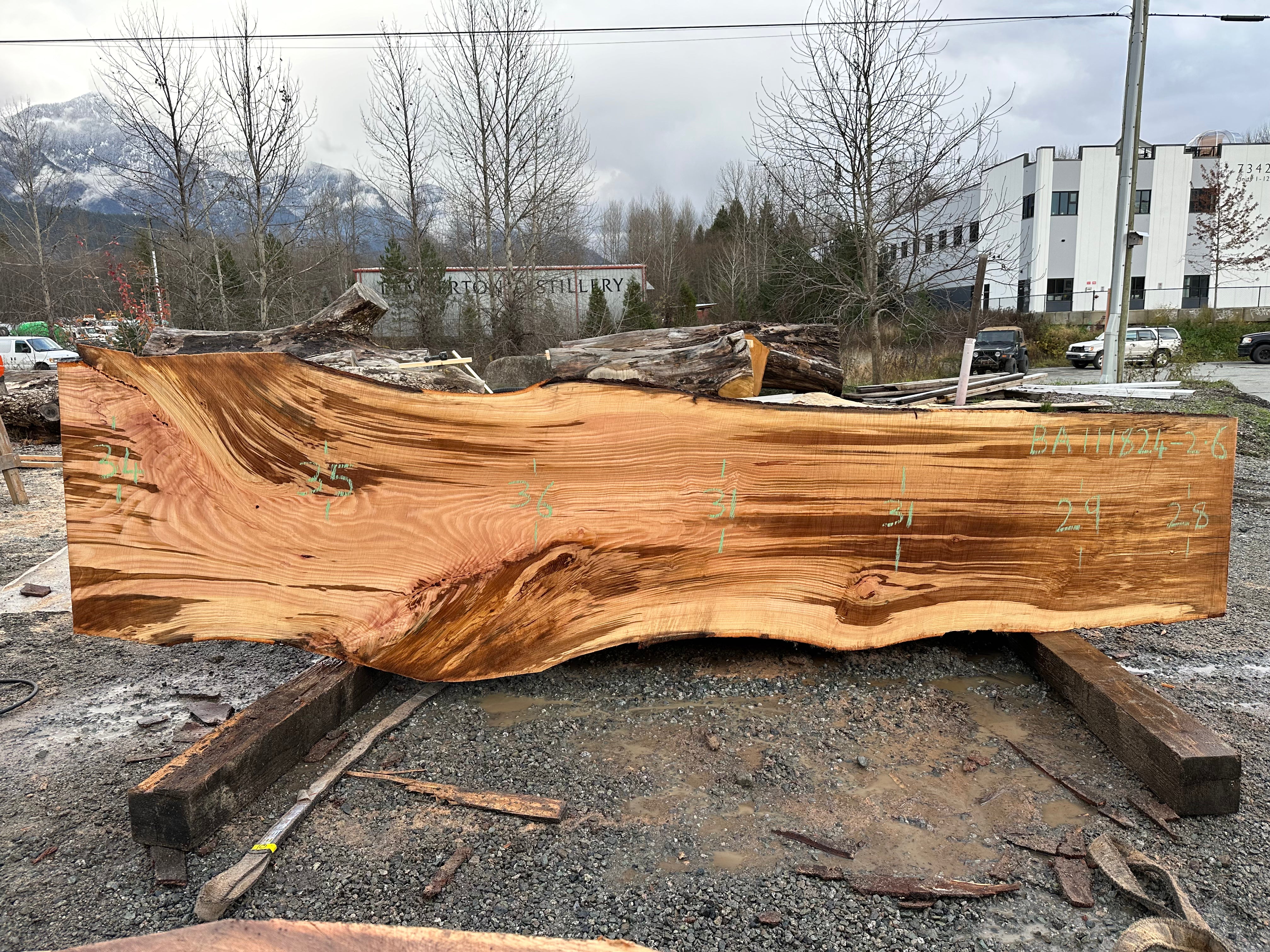 American Beech - BA111824-2.6