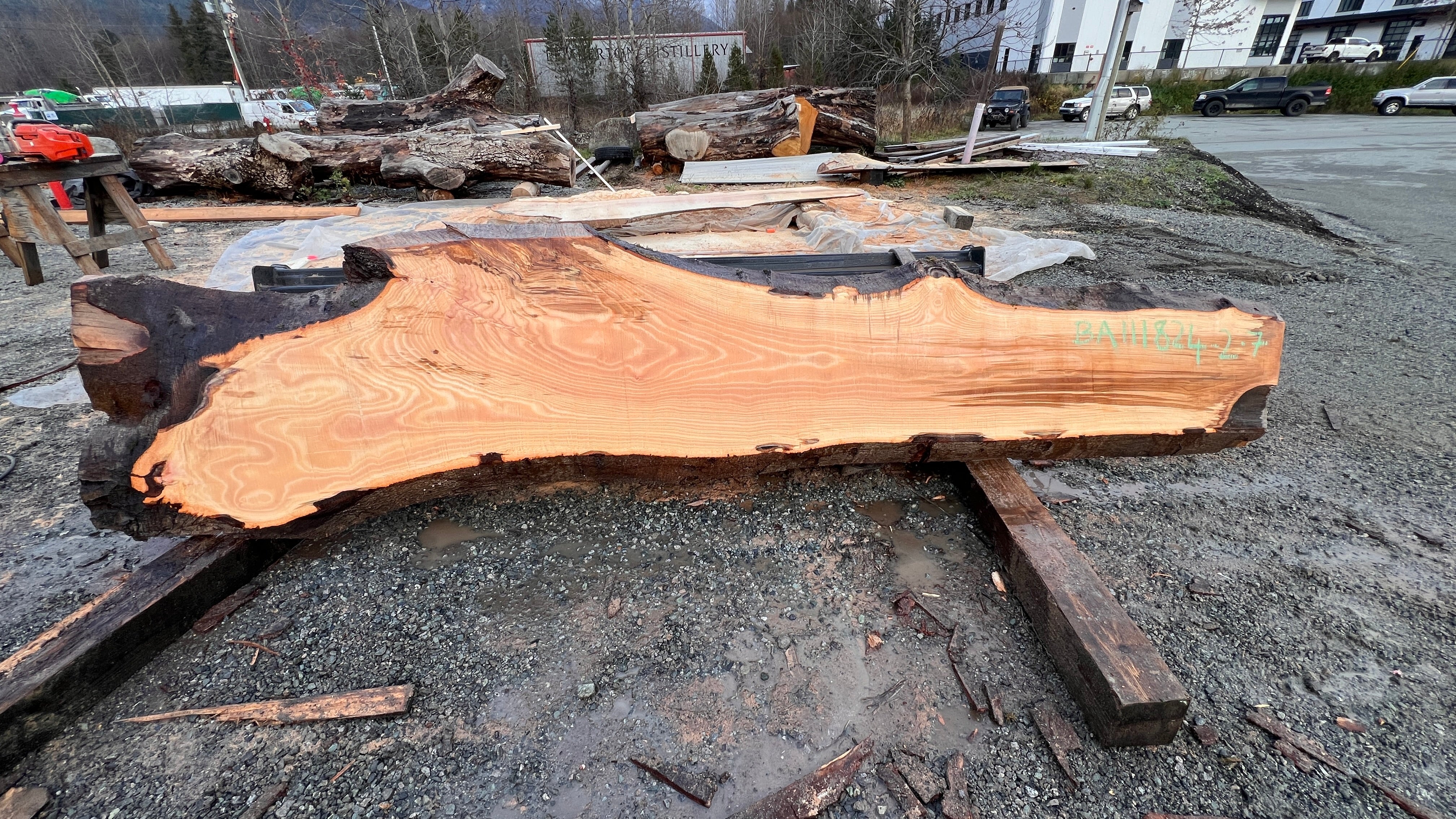 American Beech - BA111824-2.7