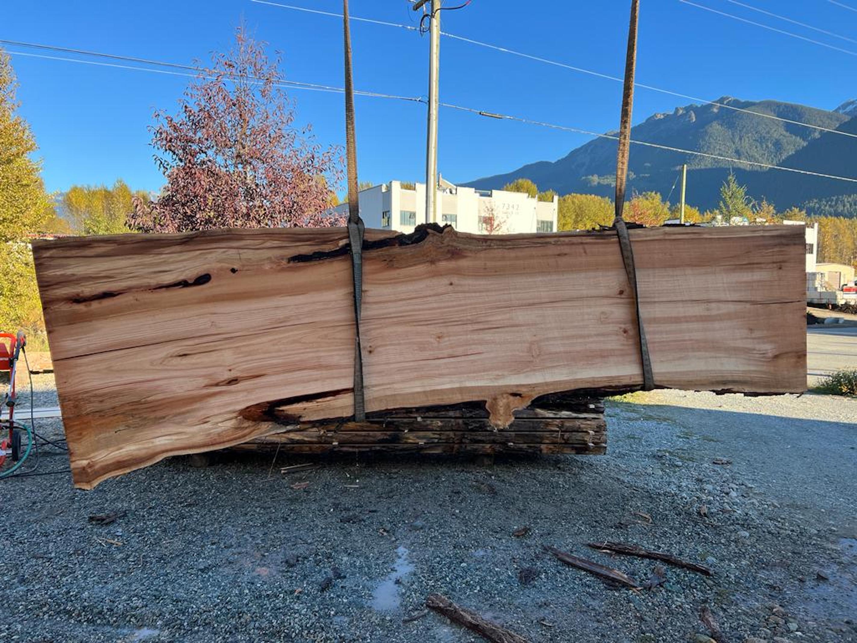 Big Leaf Maple - MW101223-9.6
