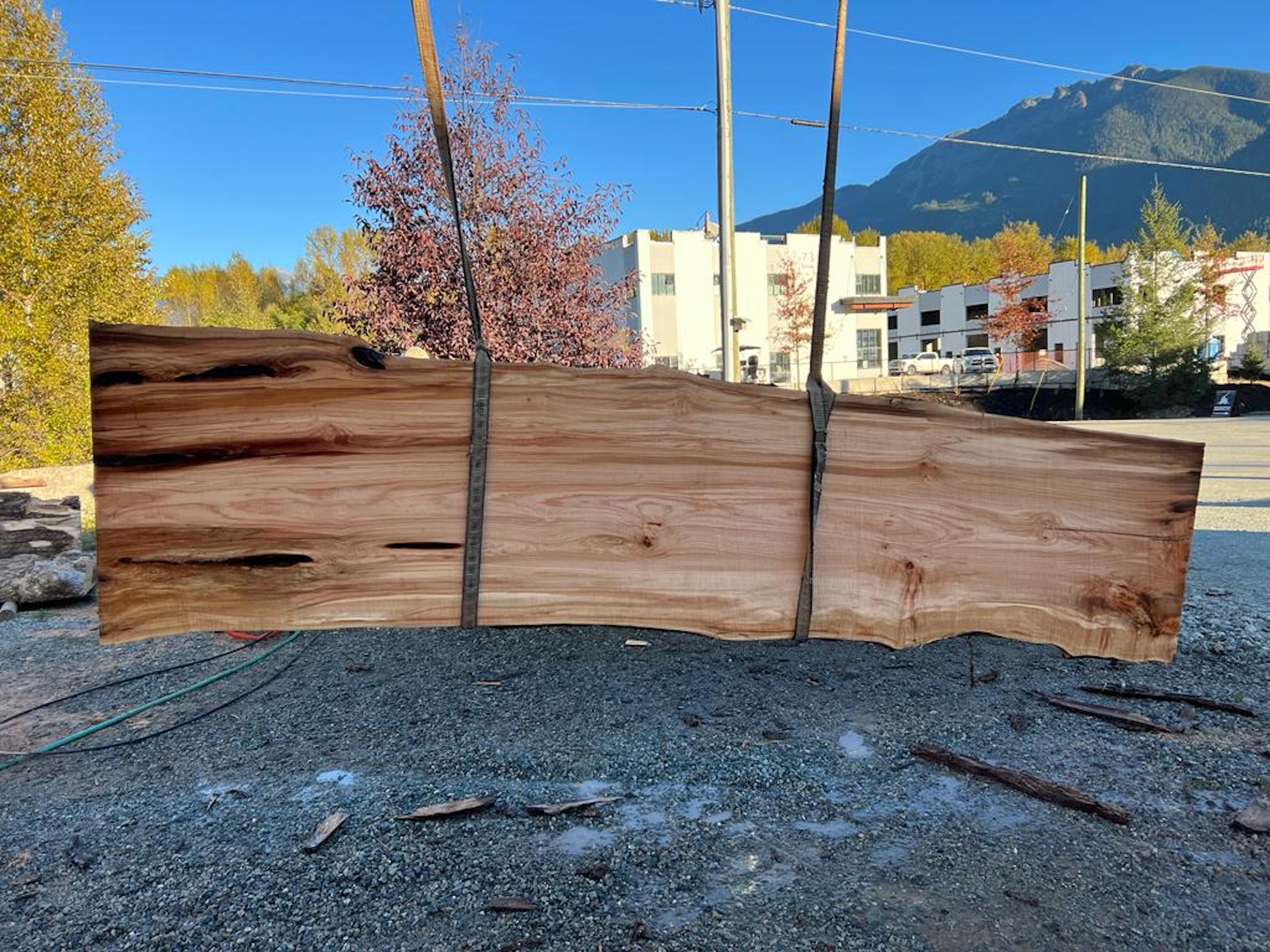 Big Leaf Maple - MW101223-9.7