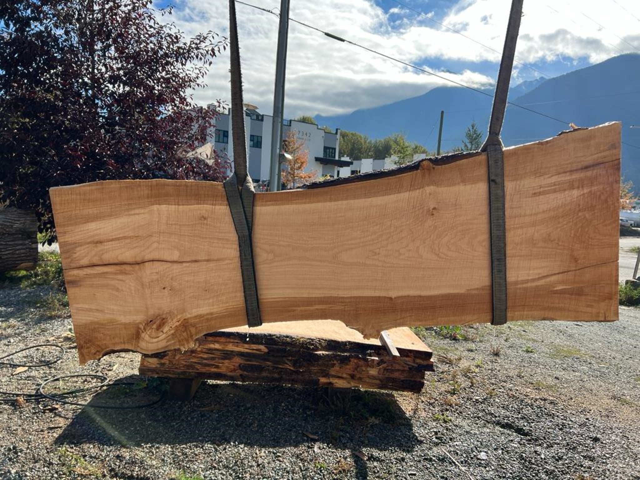 Big Leaf Maple - MW100523-6.1