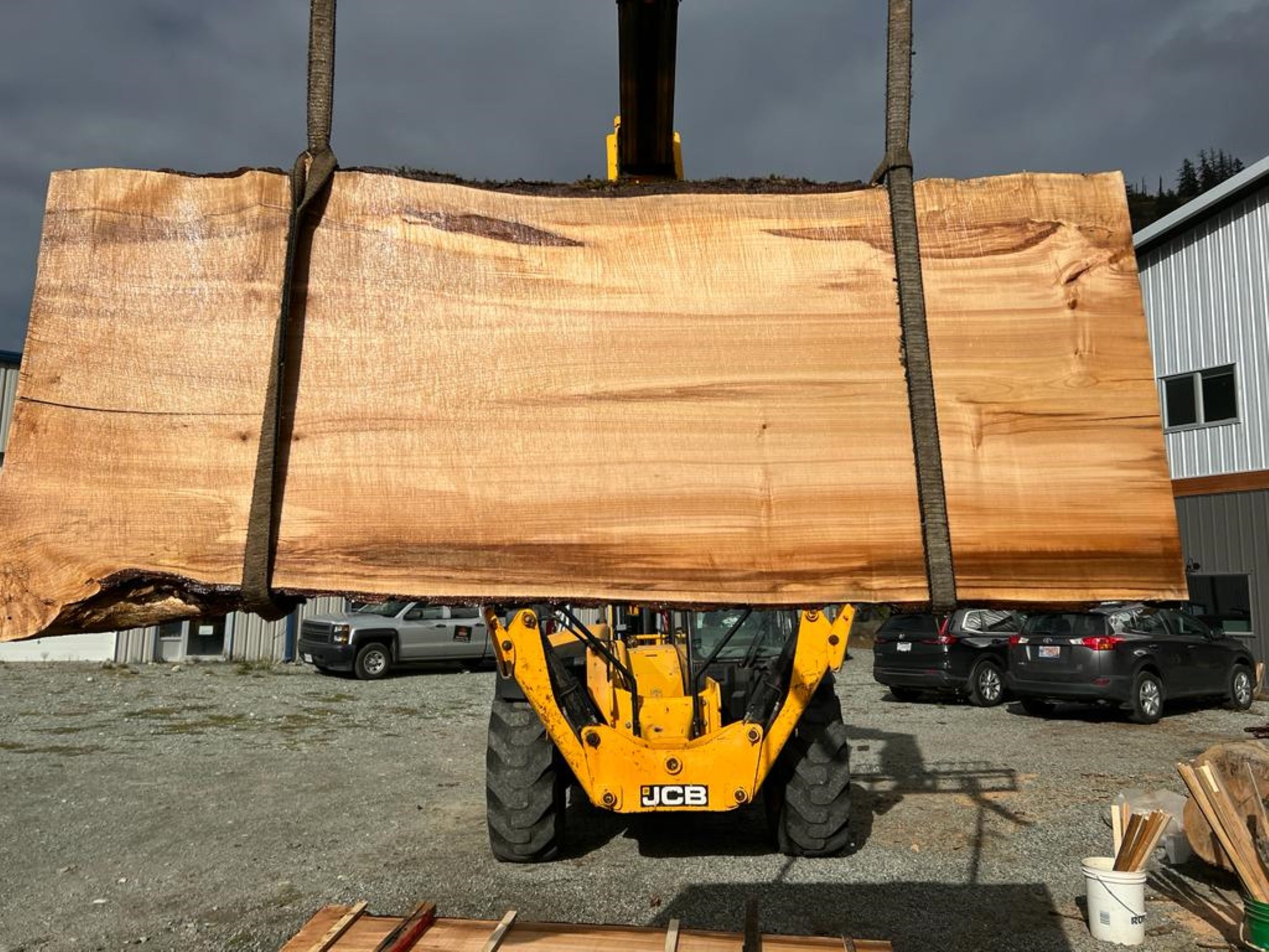 Big Leaf Maple - MW100523-5.4