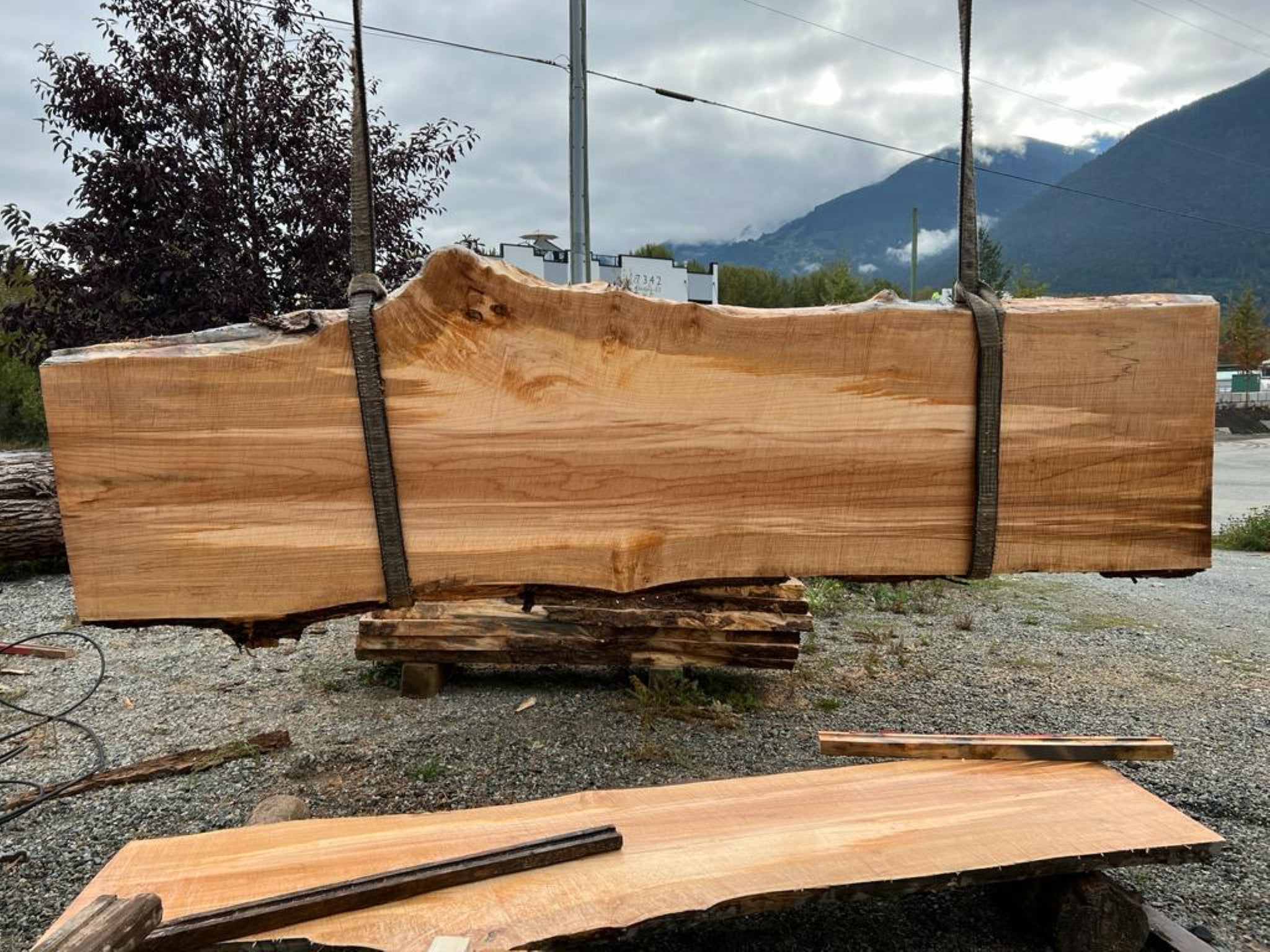 Big Leaf Maple - MW100523-4.7