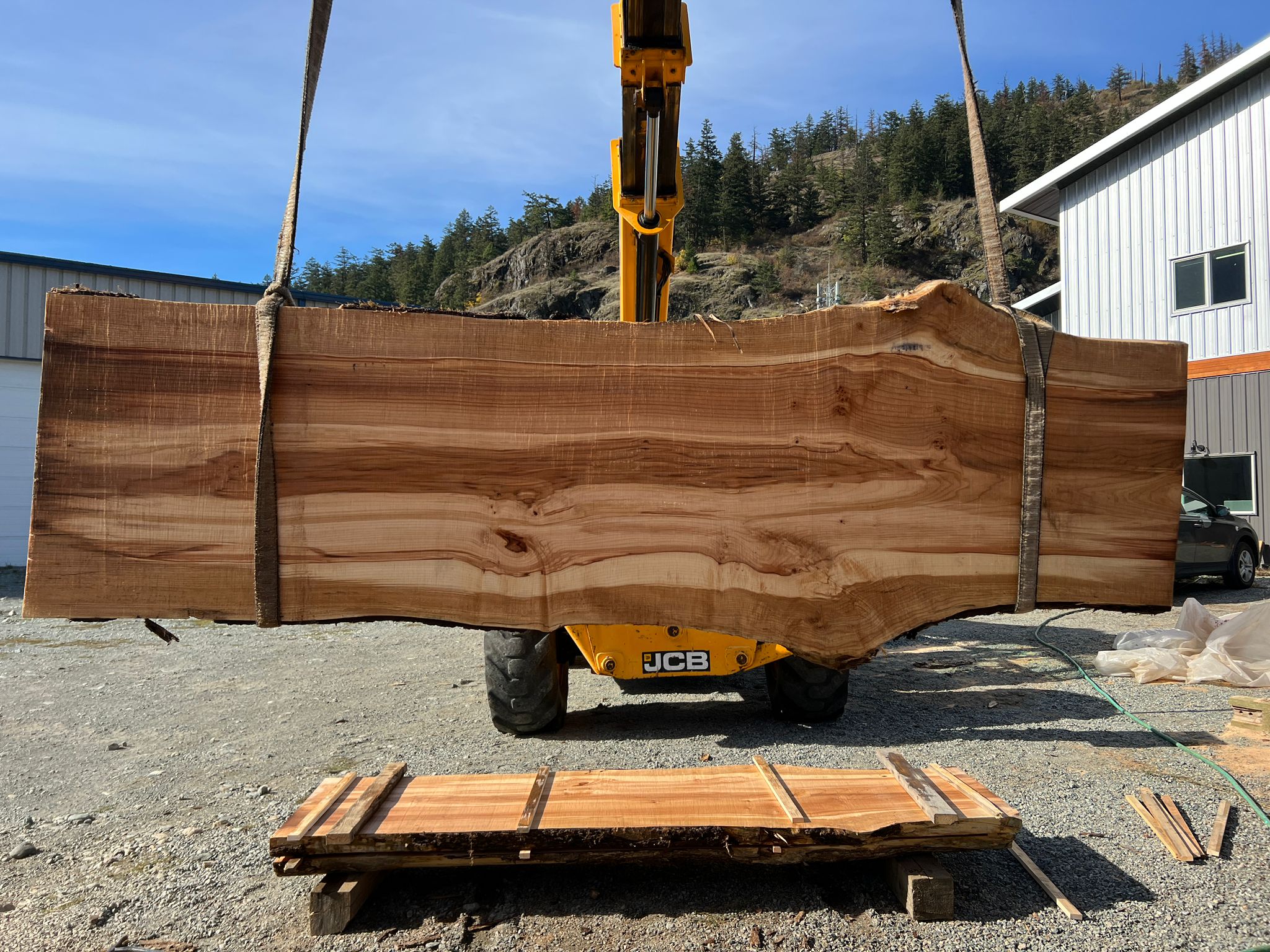 Big Leaf Maple - MW100623-7.3