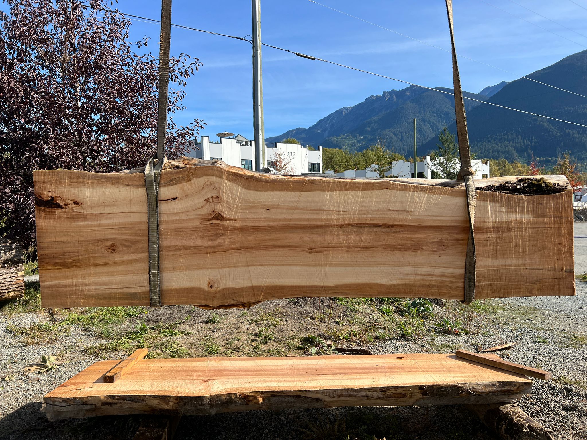 Big Leaf Maple - MW100623-7.5