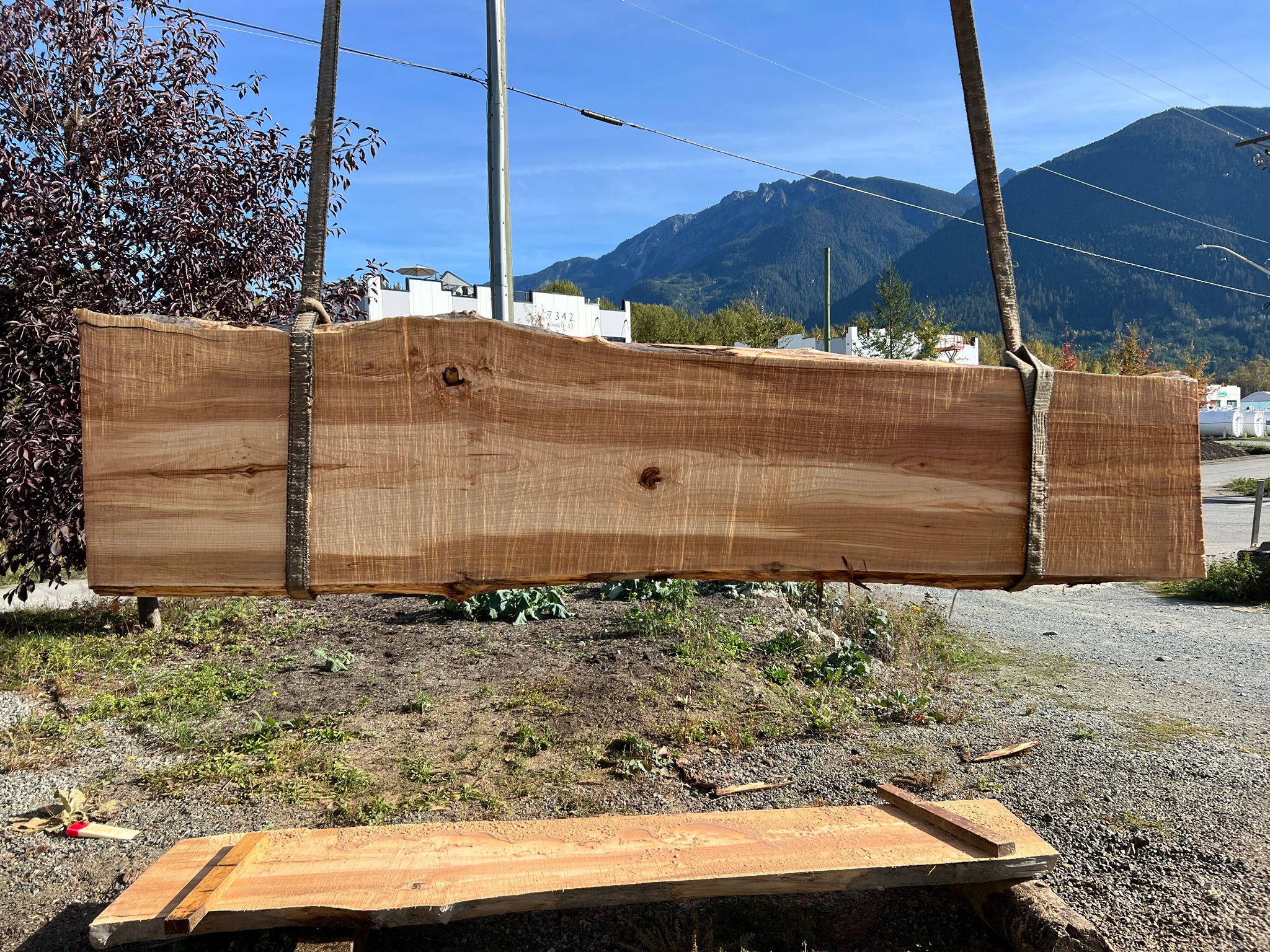 Big Leaf Maple - MW100623-7.6