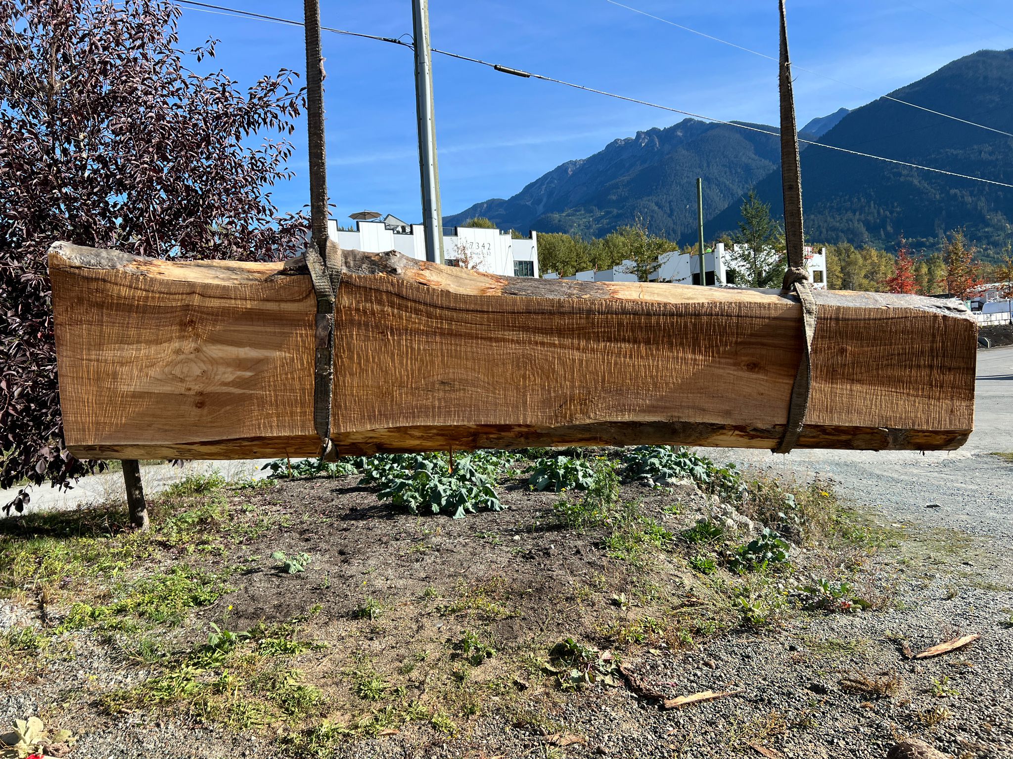 Big Leaf Maple Slab - MW100623-7.6