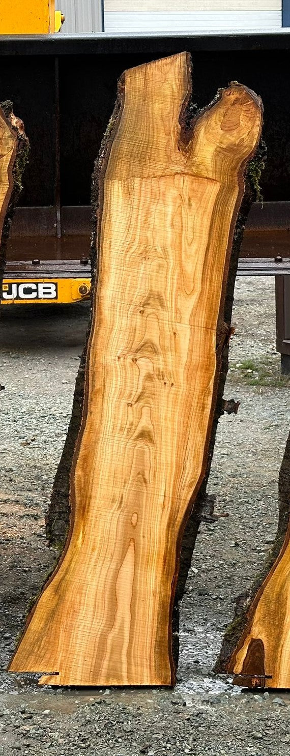 Japanese Cherry - CJ032324-2.7