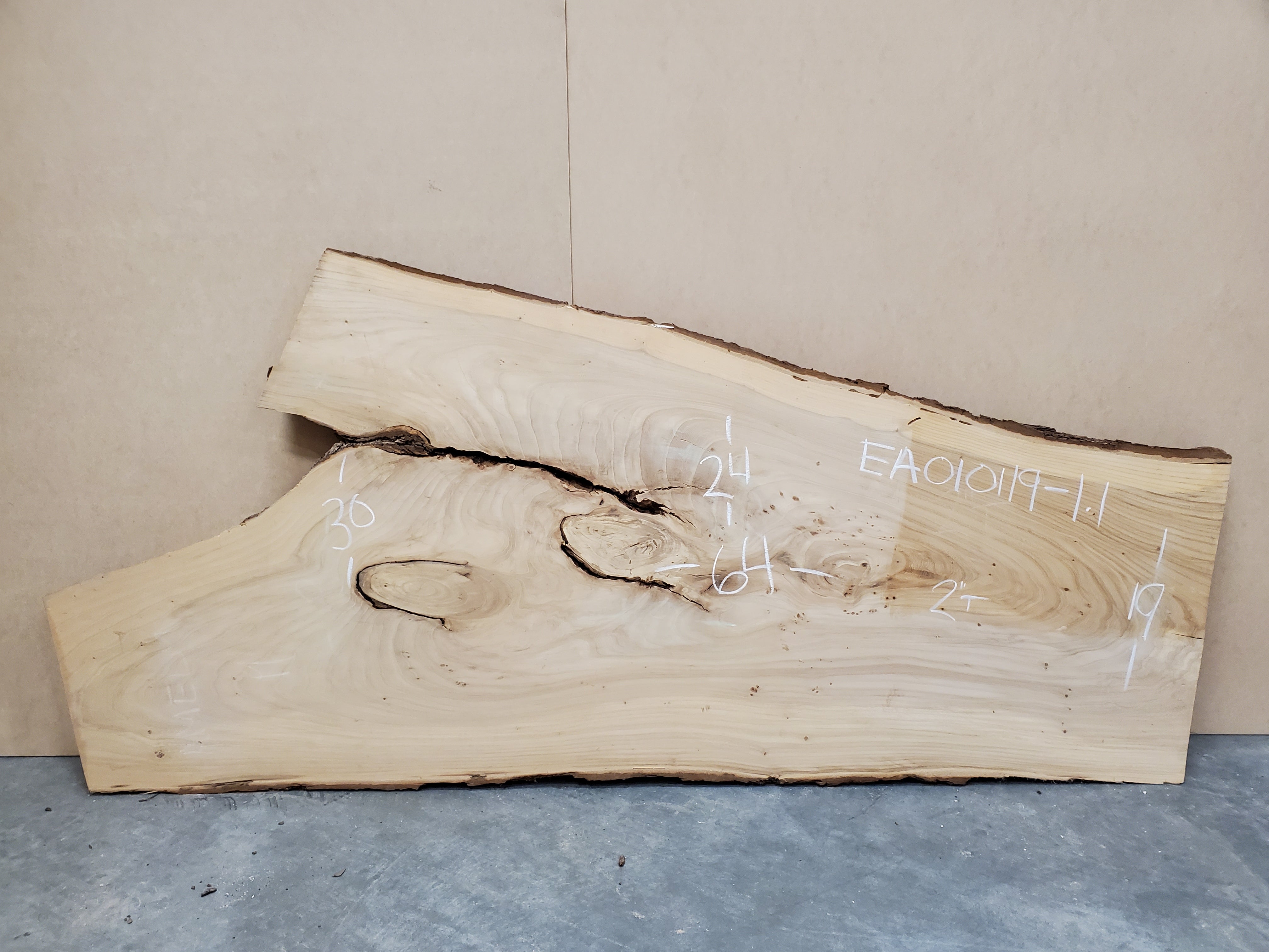 American Elm - EA010119-1.1