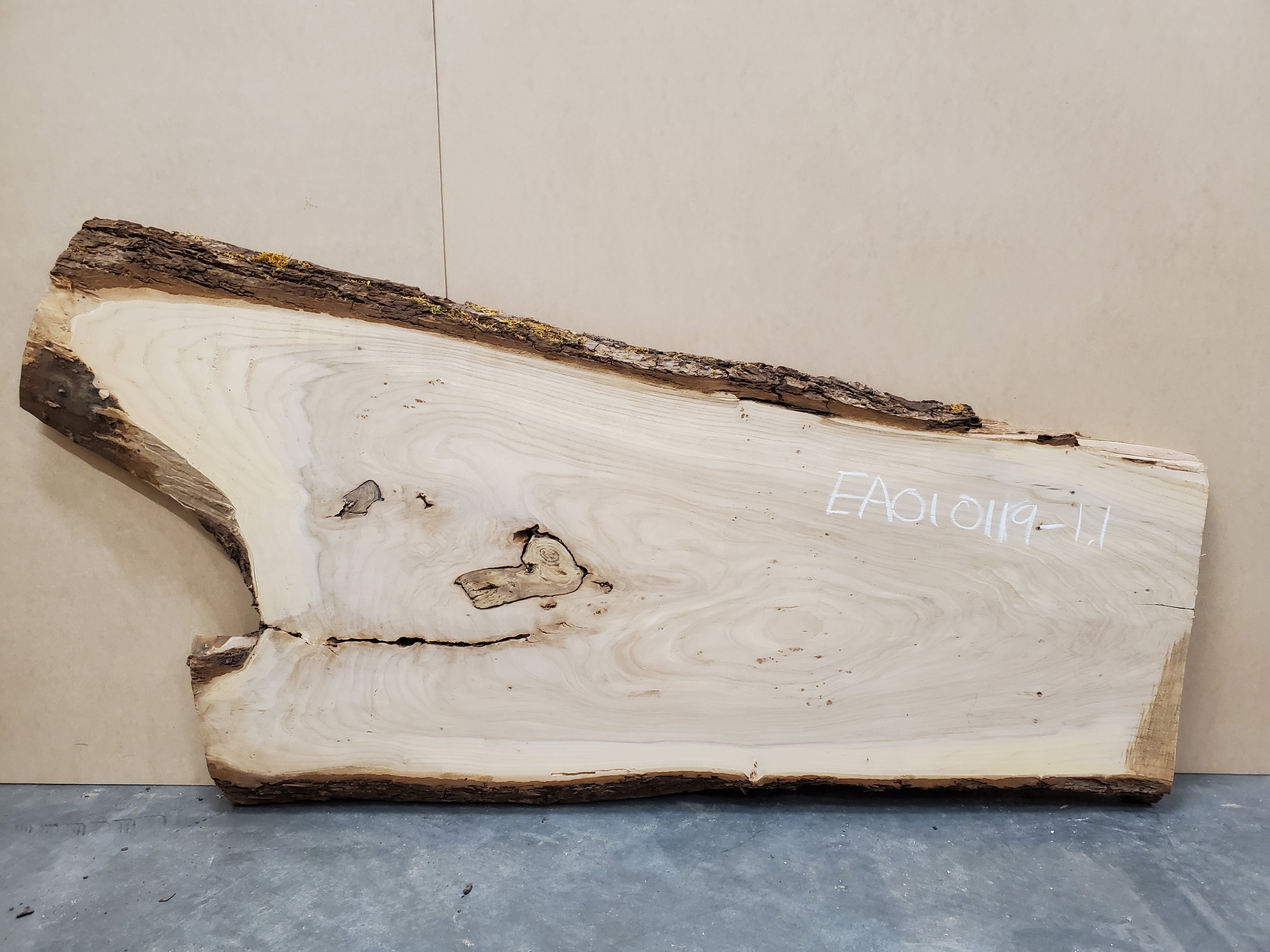 American Elm - EA010119-1.1