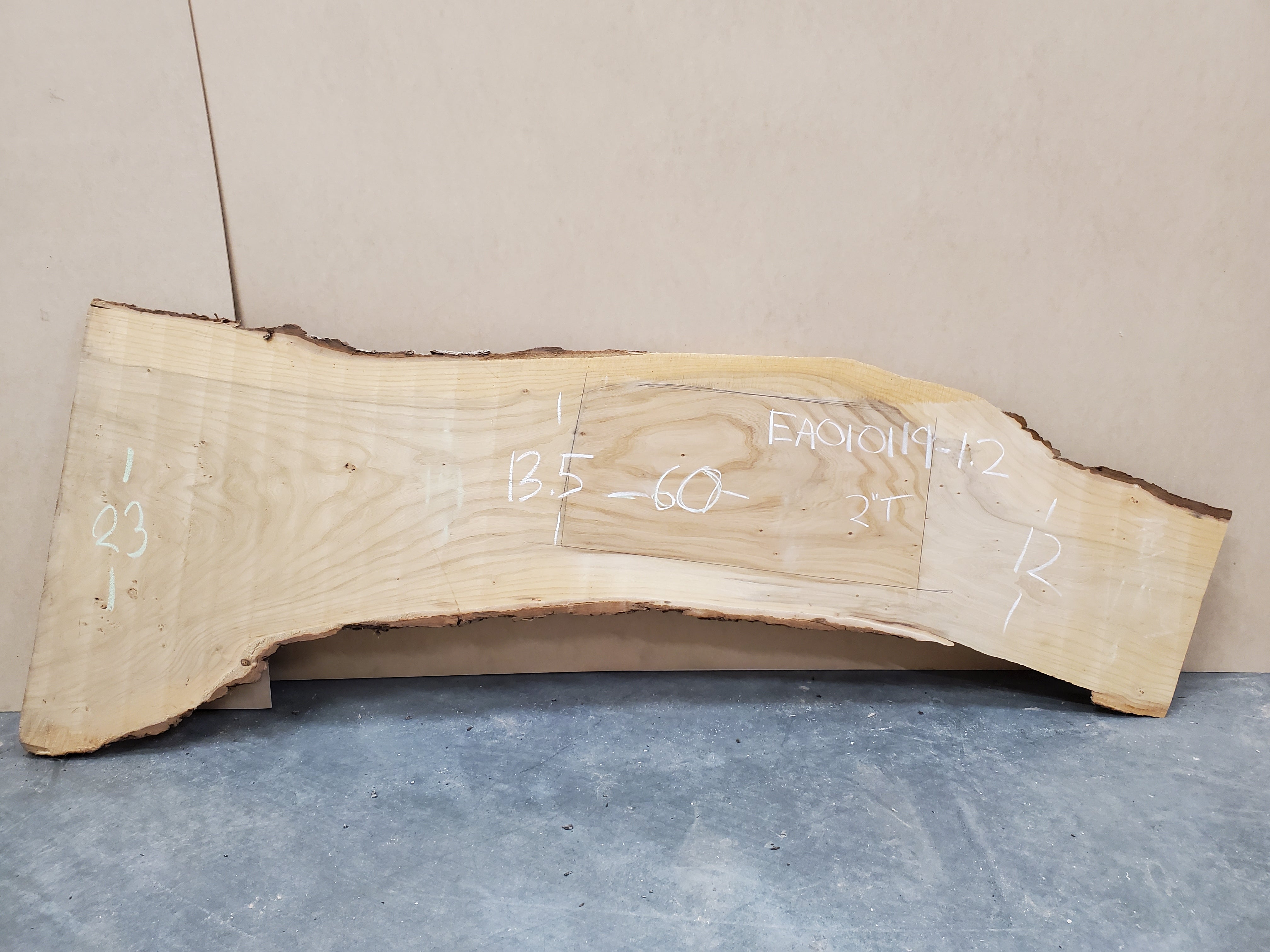 American Elm - EA010119-1.2