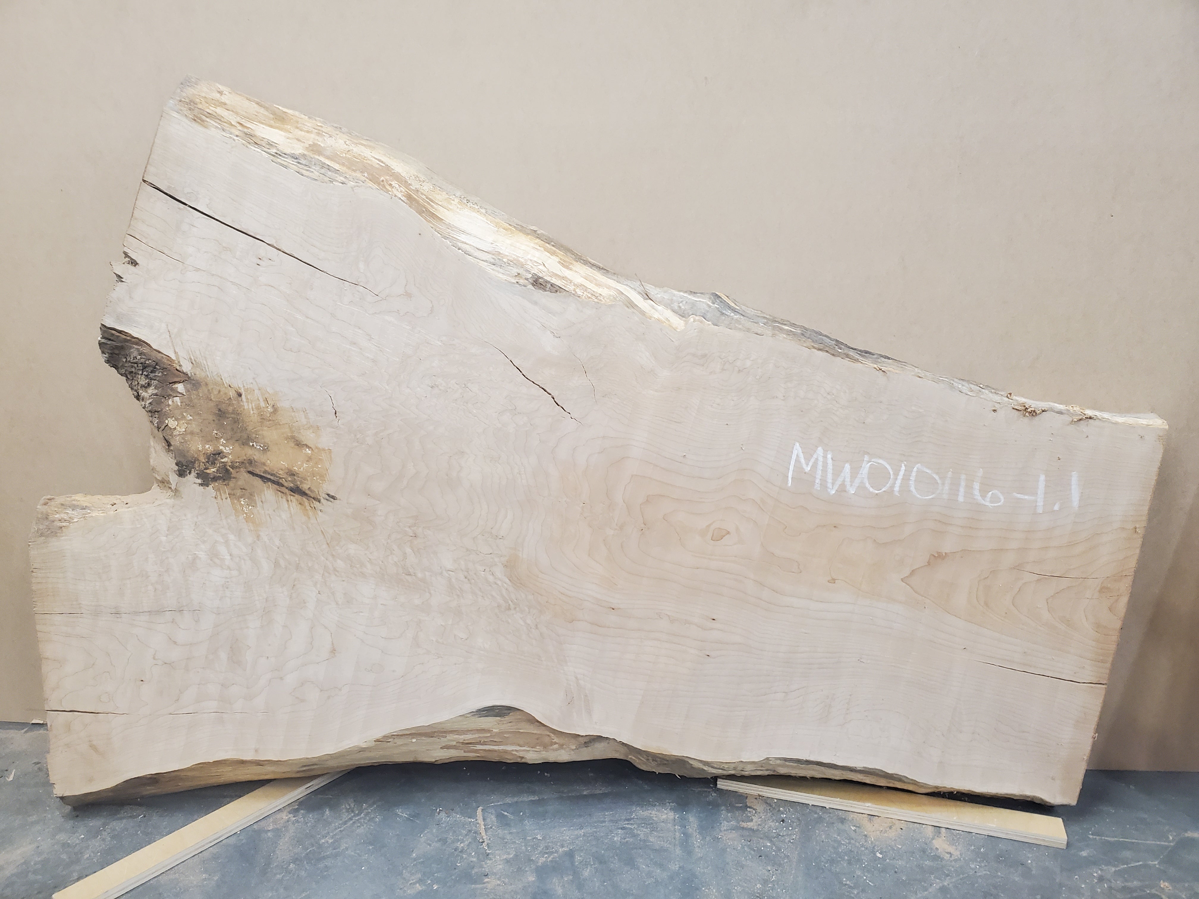 Big Leaf Maple - MW010116-1.1