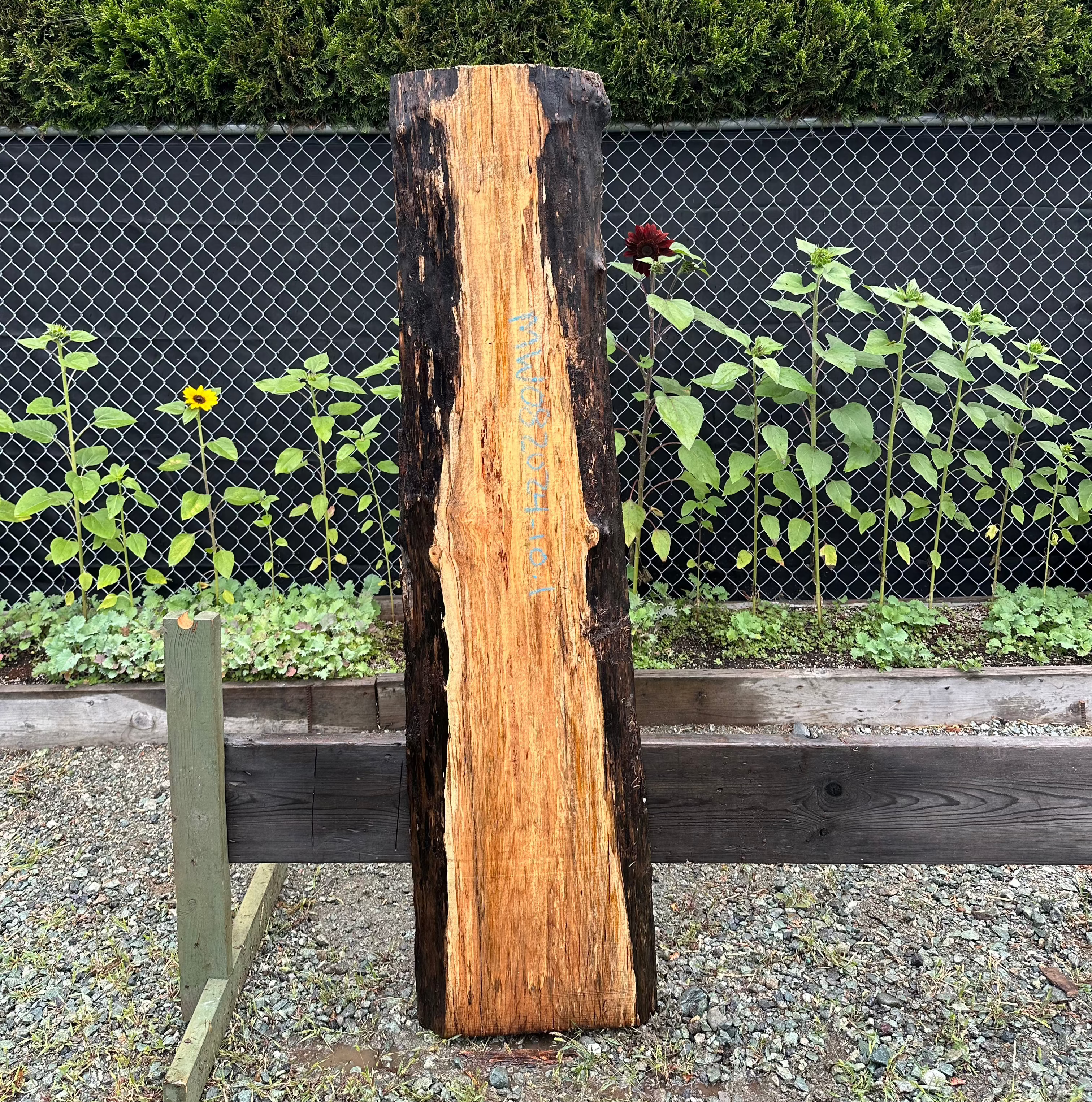 Big Leaf Maple - MW082024-10.1