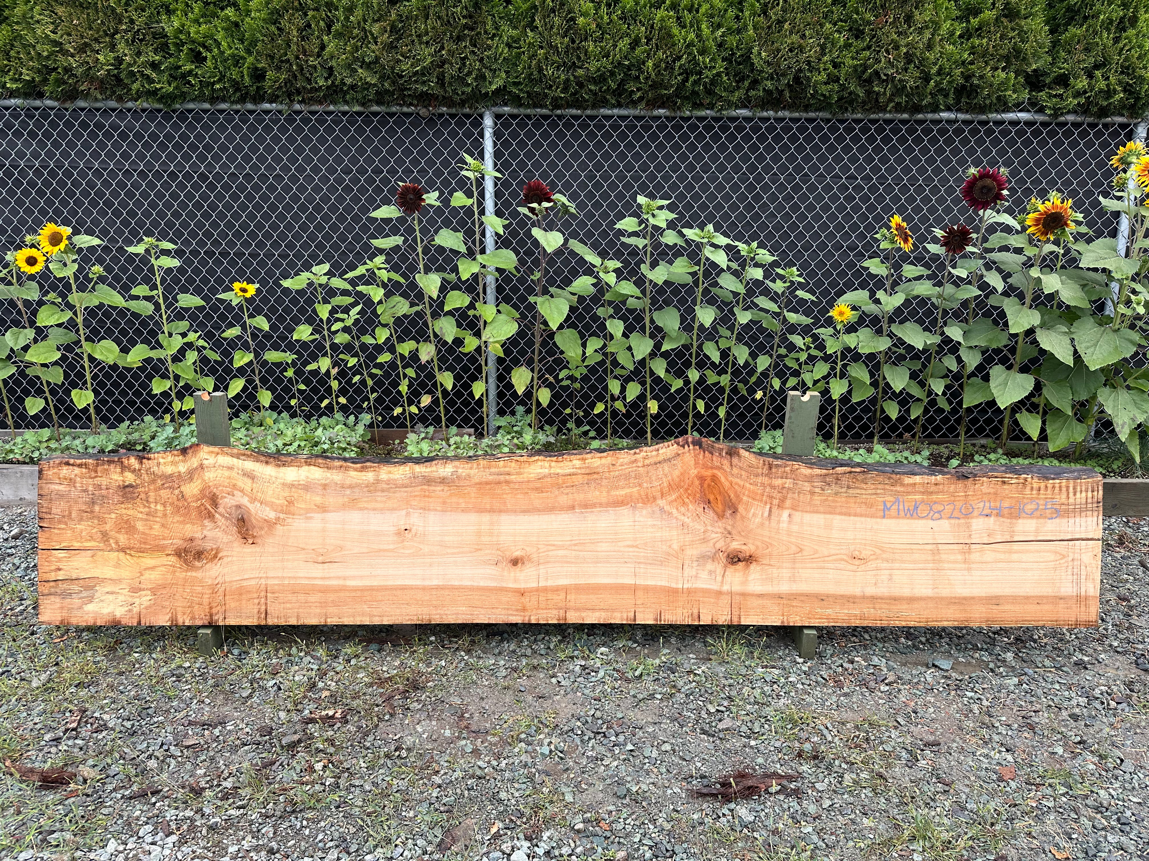 Big Leaf Maple - MW082024-10.5