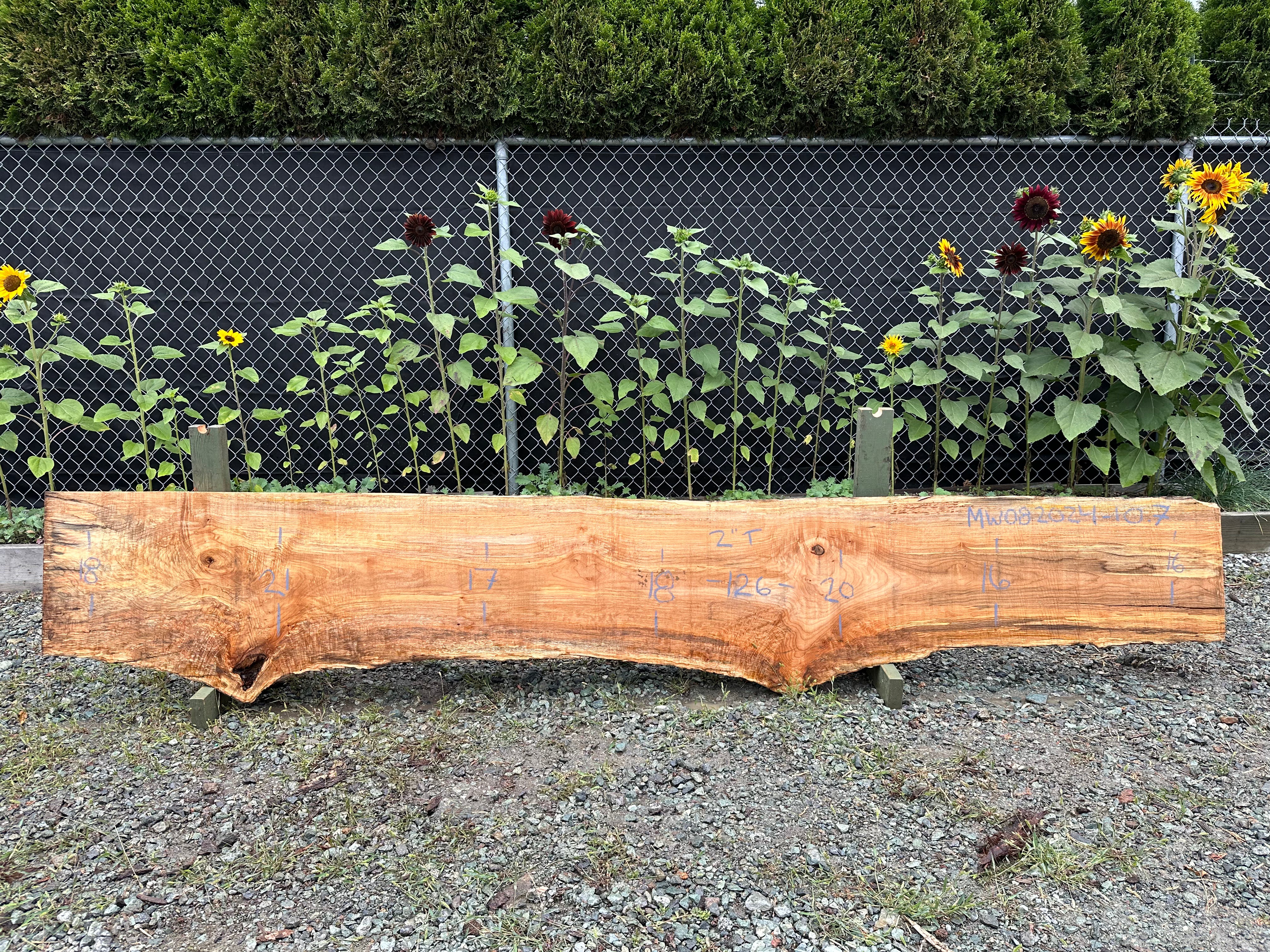 Big Leaf Maple - MW082024-10.7