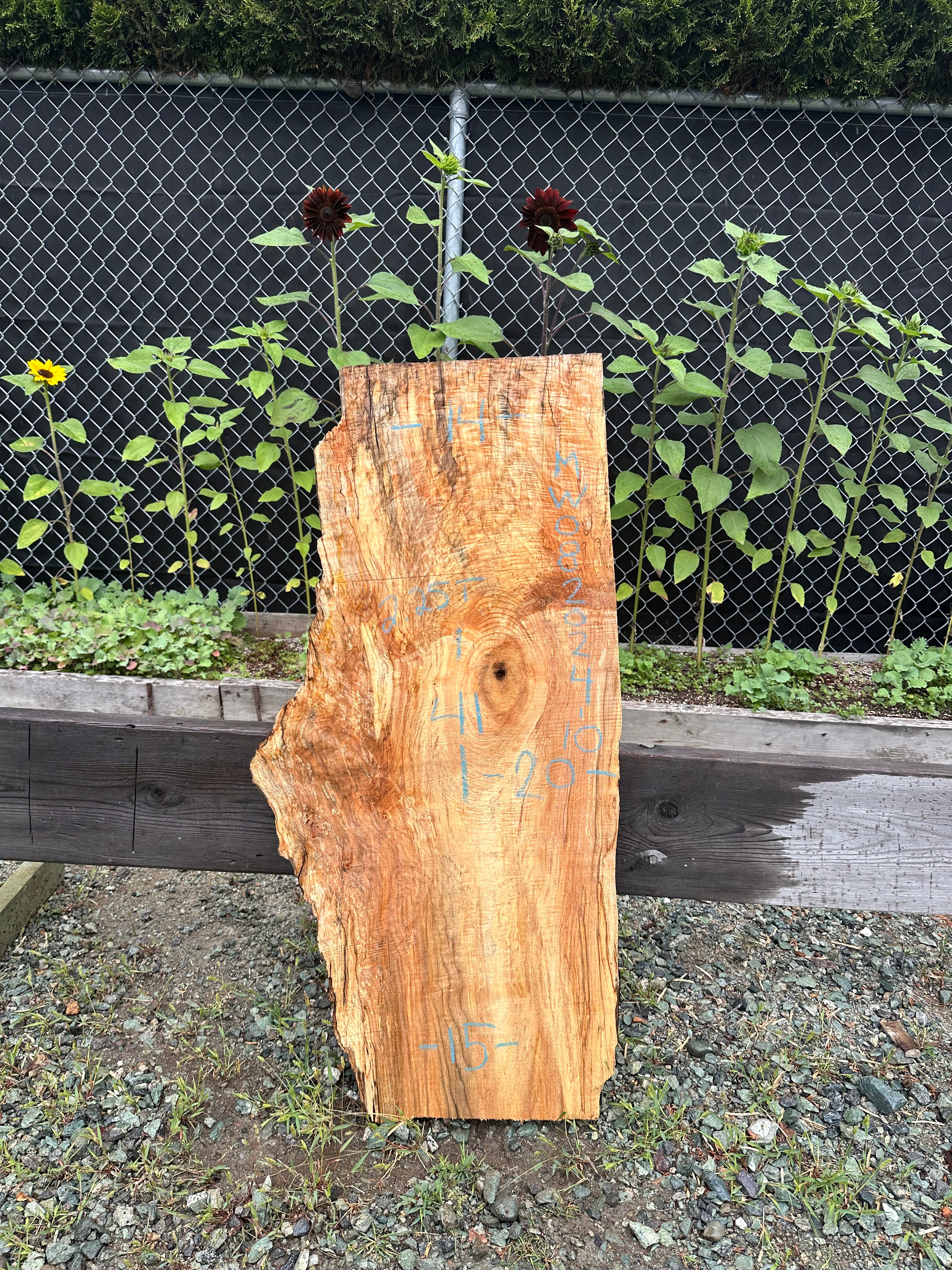Big Leaf Maple - MW082024-10.8