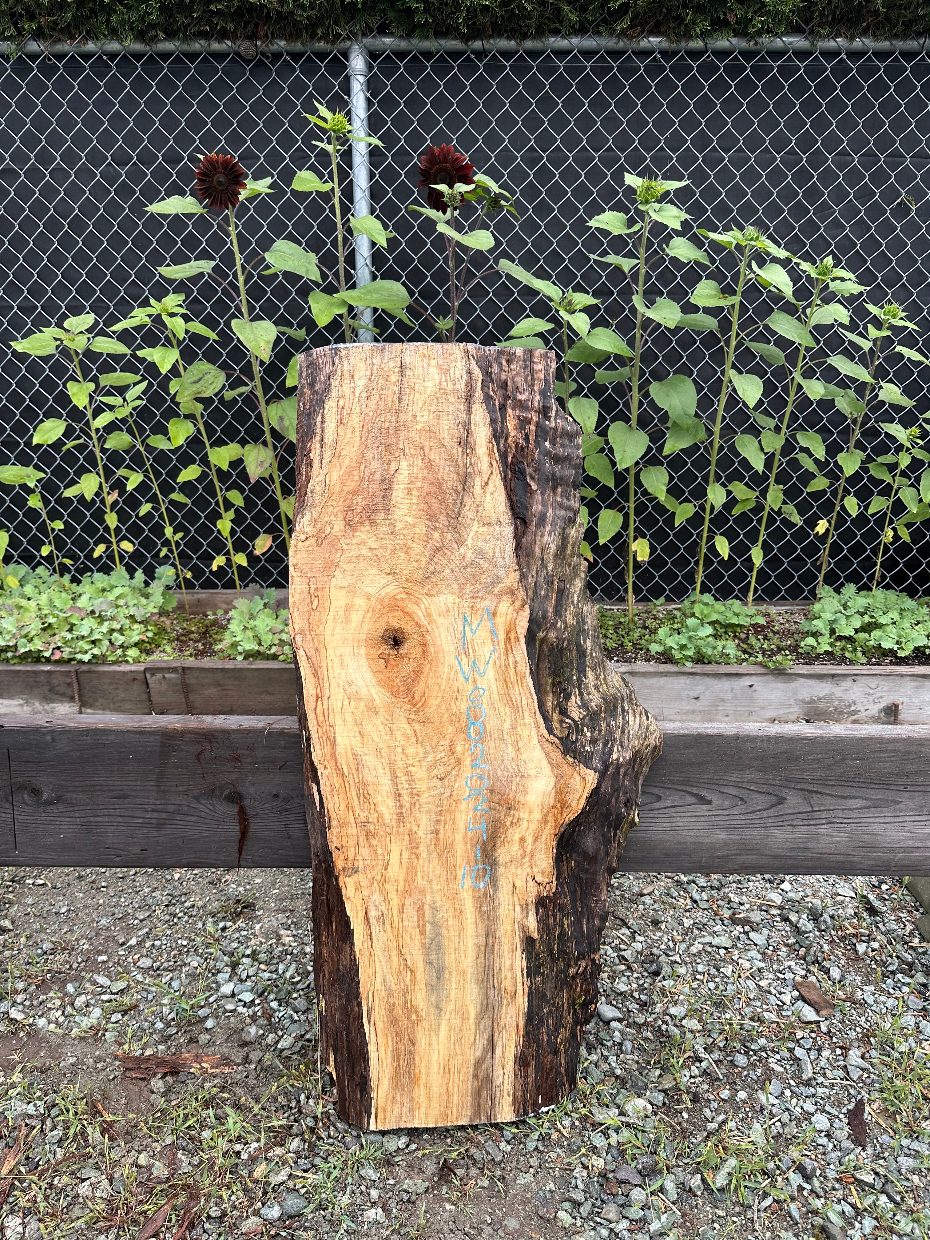 Big Leaf Maple - MW082024-10.8