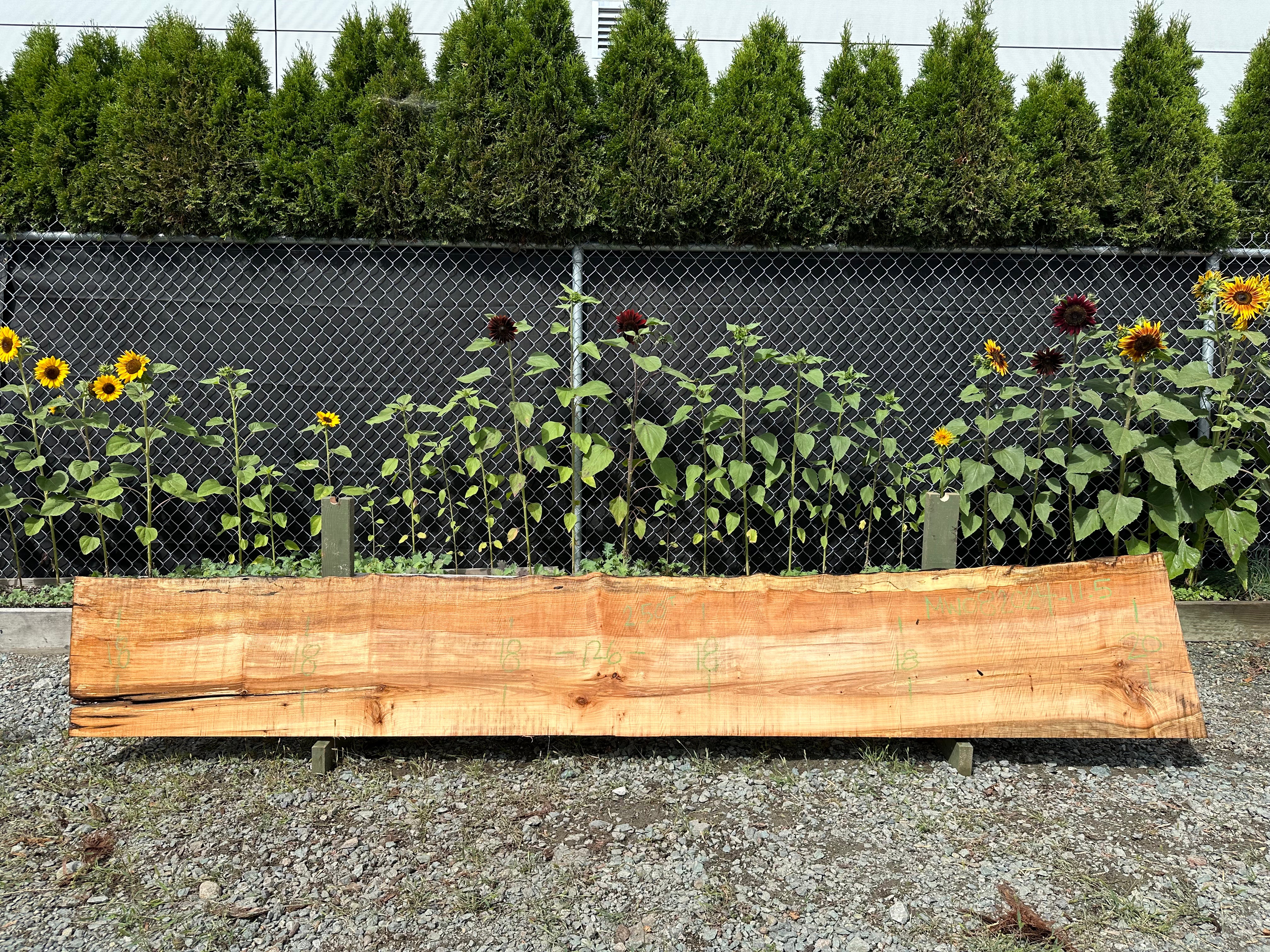 Big Leaf Maple - MW082024-11.5