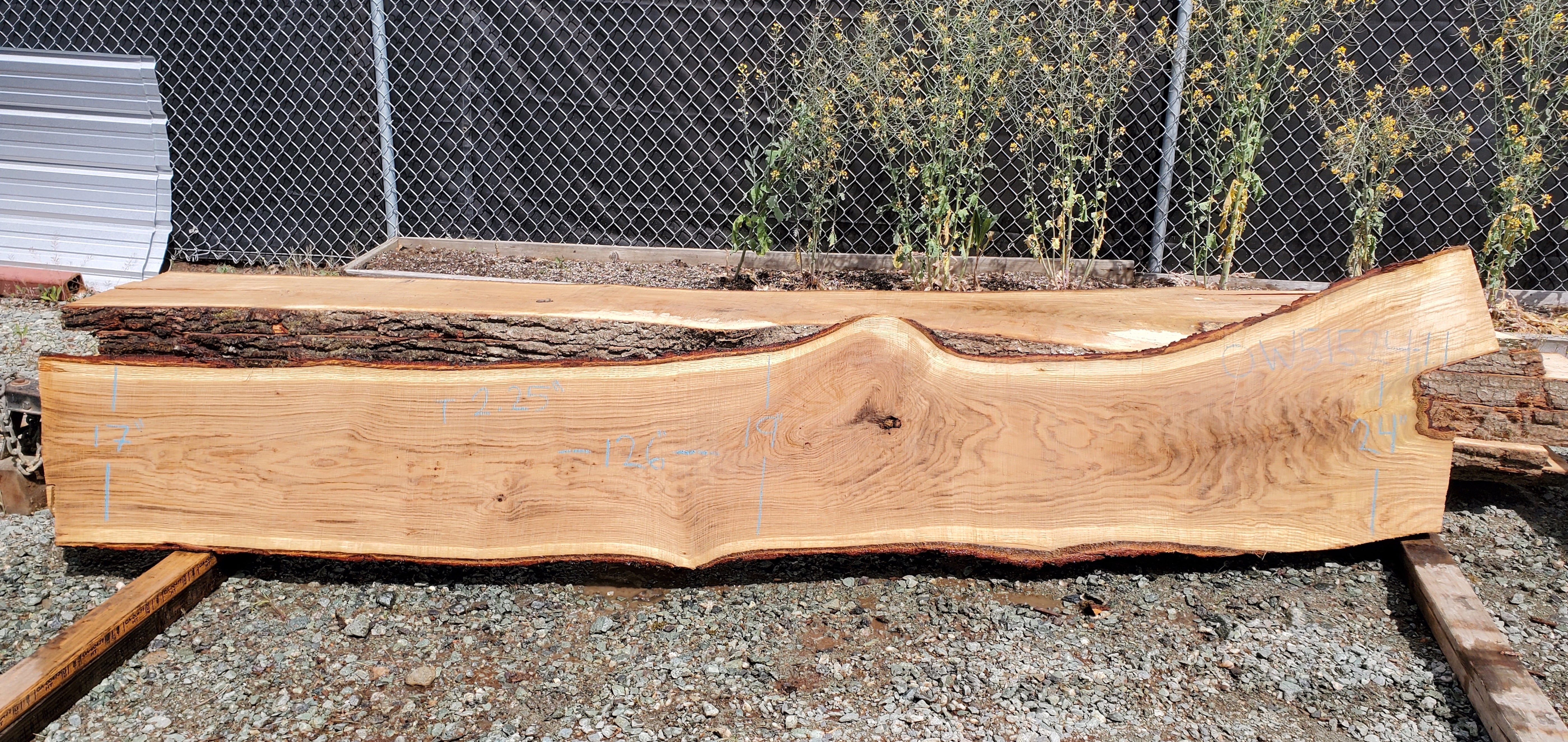 White Oak - OW051524-1.1