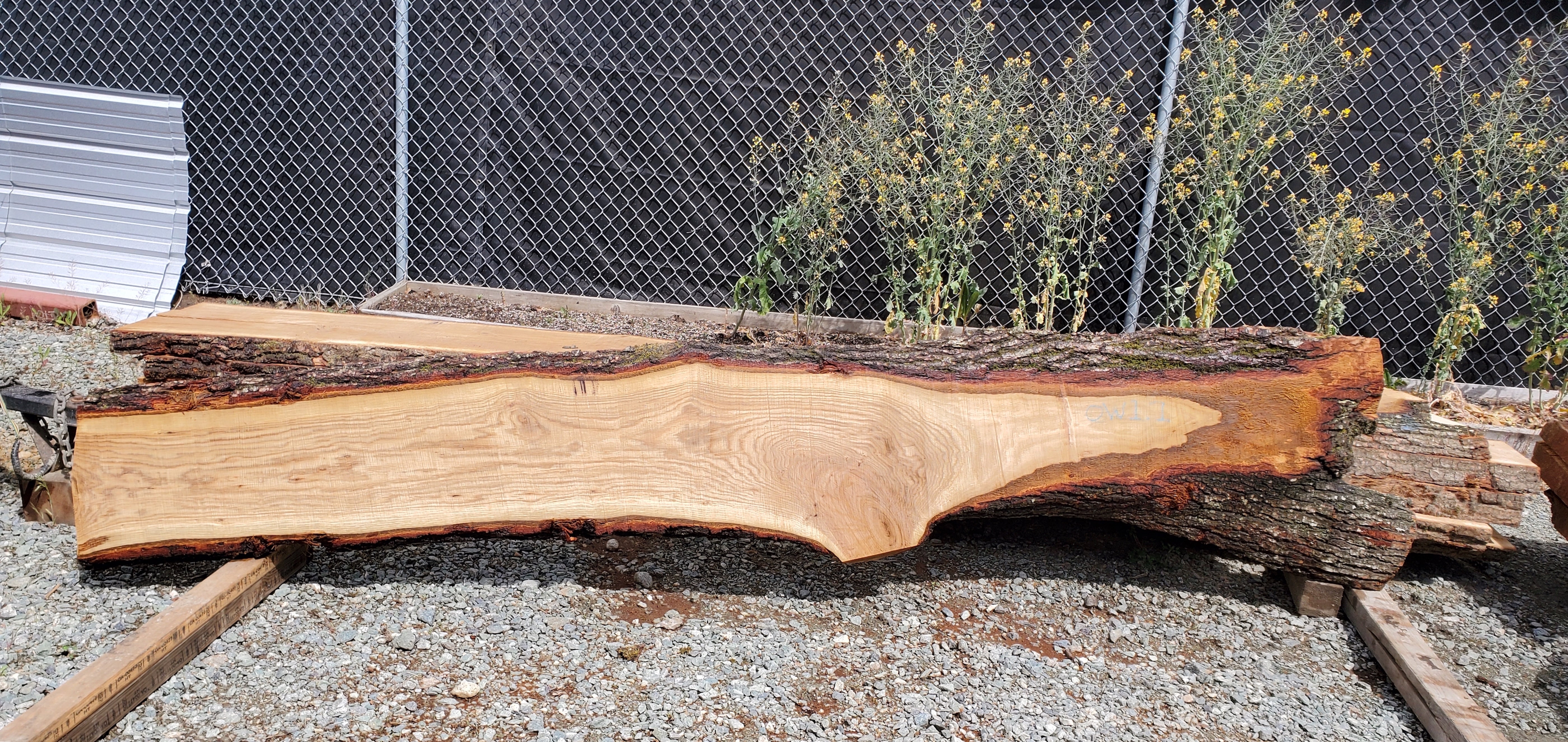White Oak - OW051524-1.1
