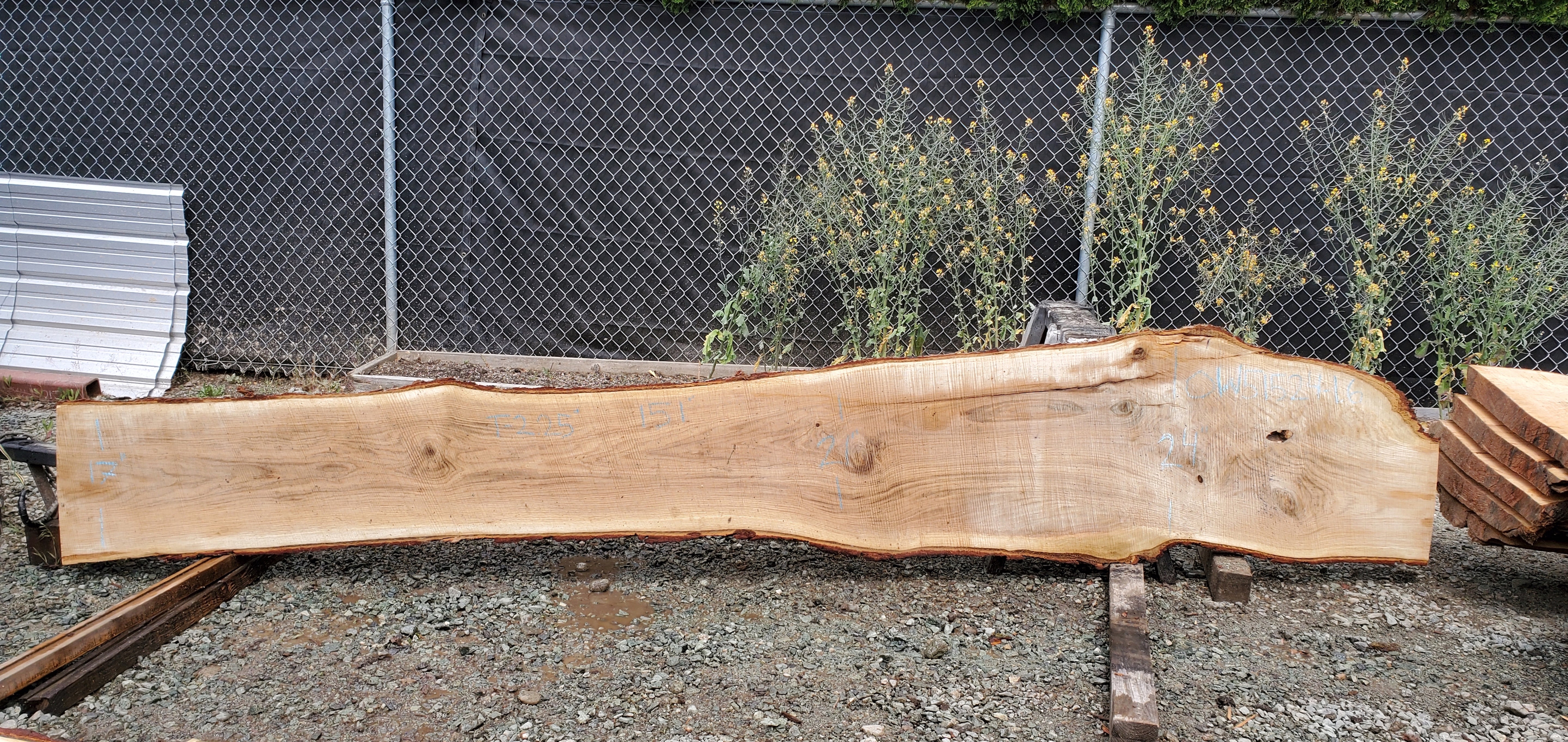 White Oak - OW051524-1.6