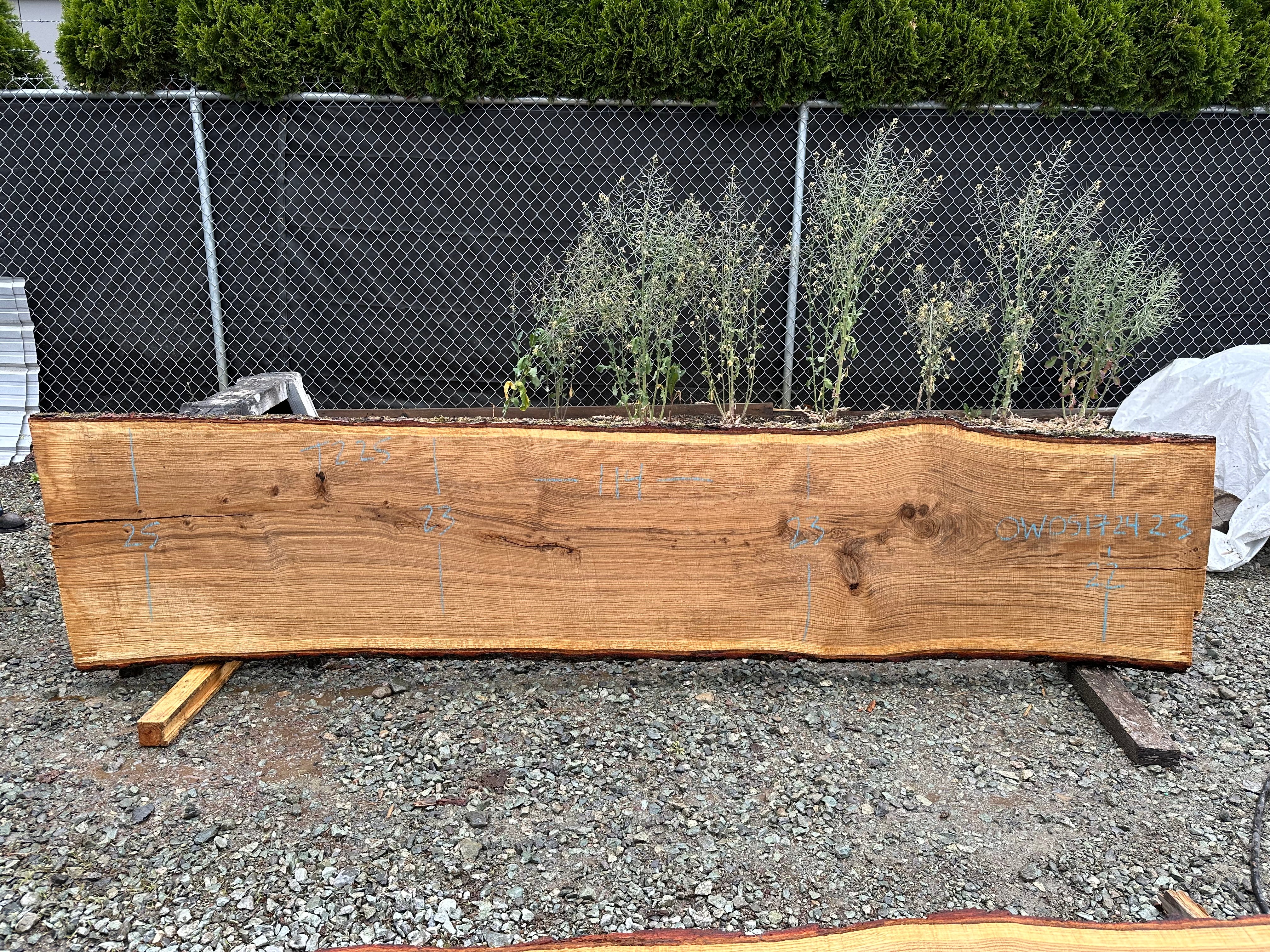 White Oak - OW051724-2.3